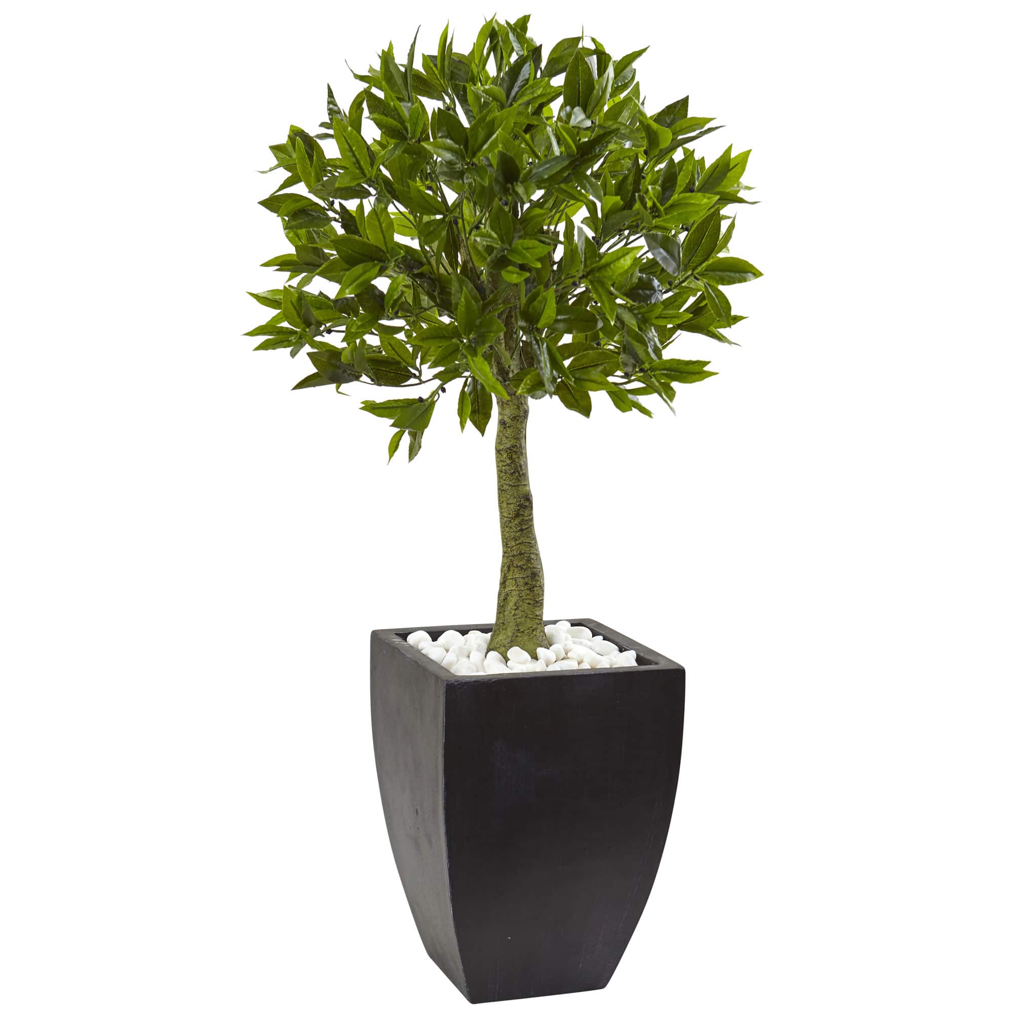 3.5ft. Bay Leaf Topiary in Black Wash Planter