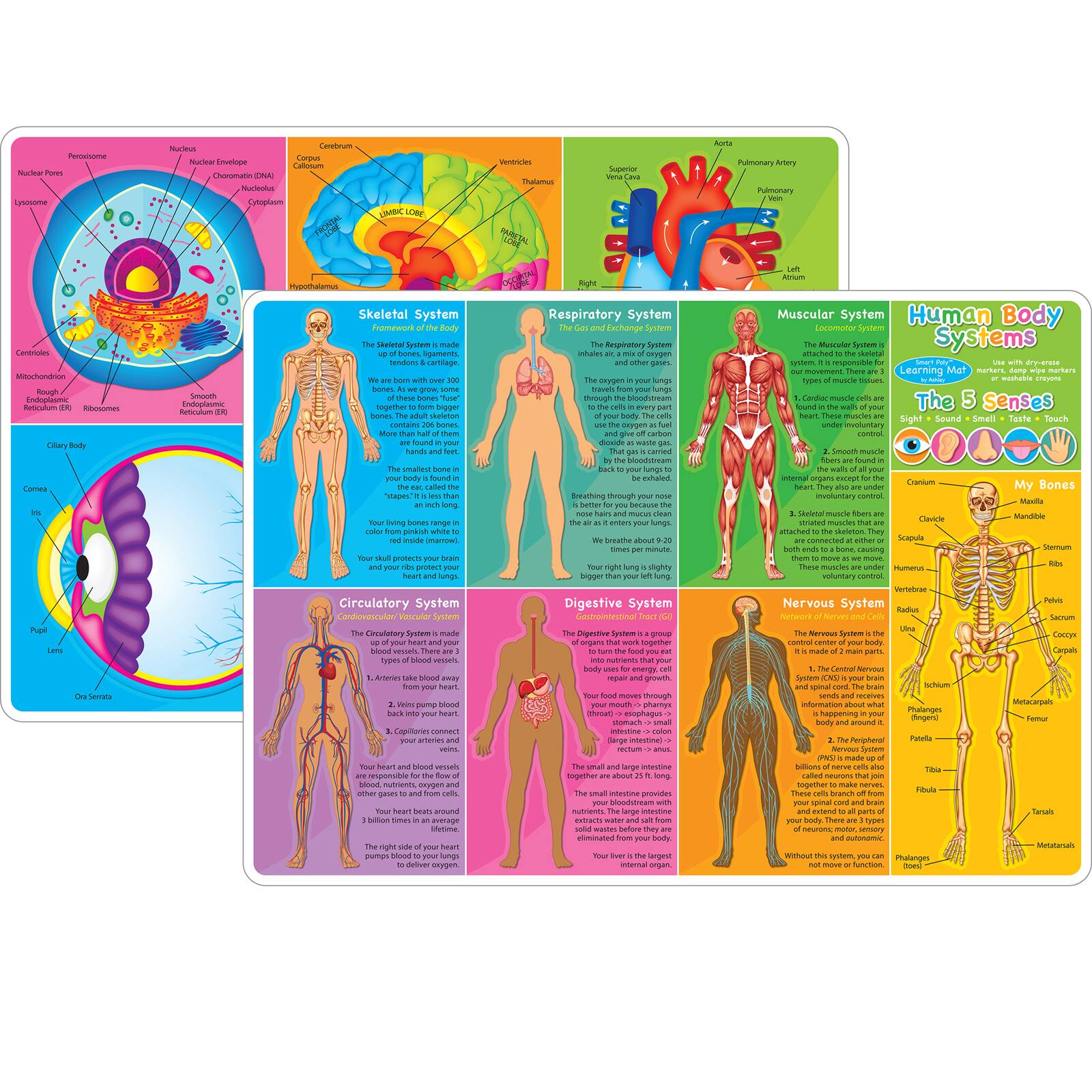 Get Ashley Productions Smart Poly Human Body Systems Anatomy Learning Mats 10ct At Michaels Com