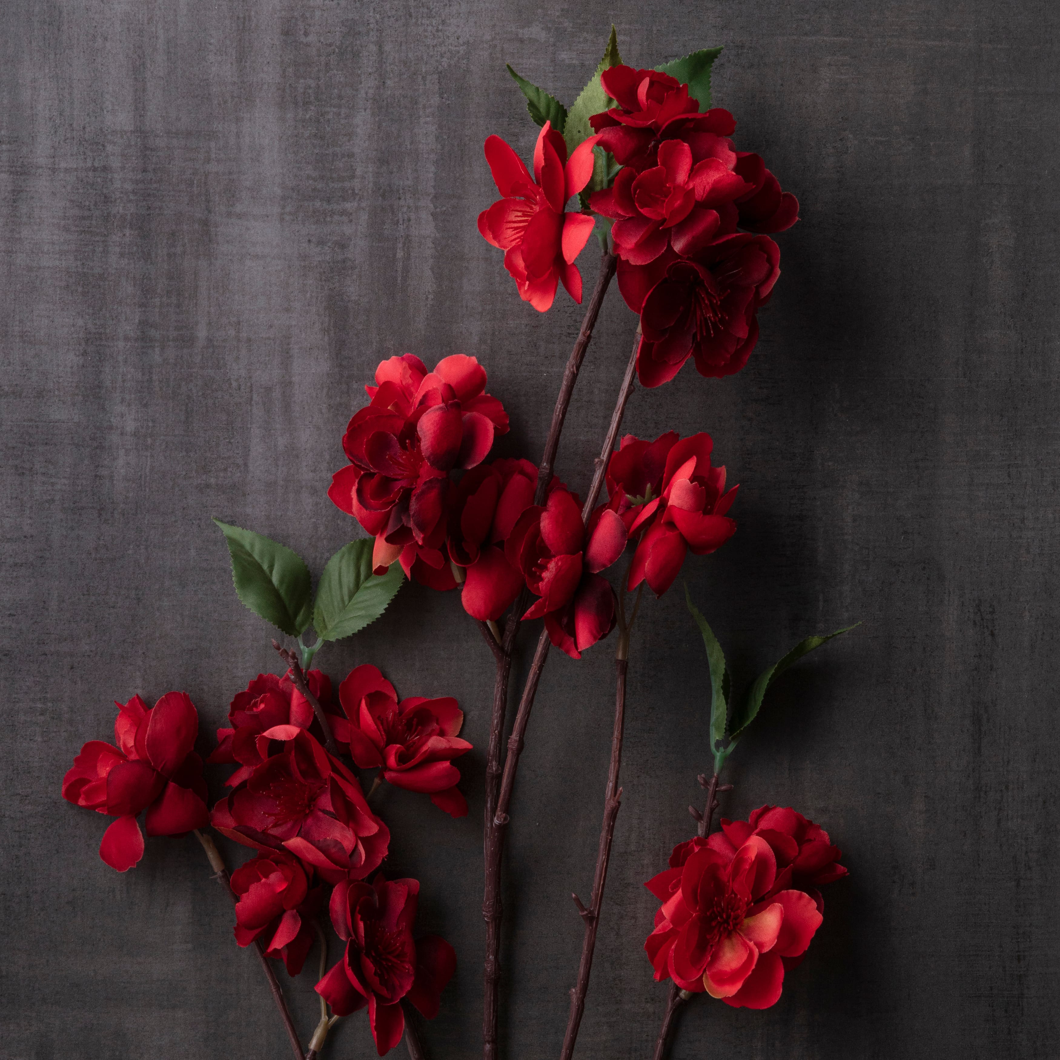 Tige de fleurs de pommier rouges sur branche d&#x2019;Ashland