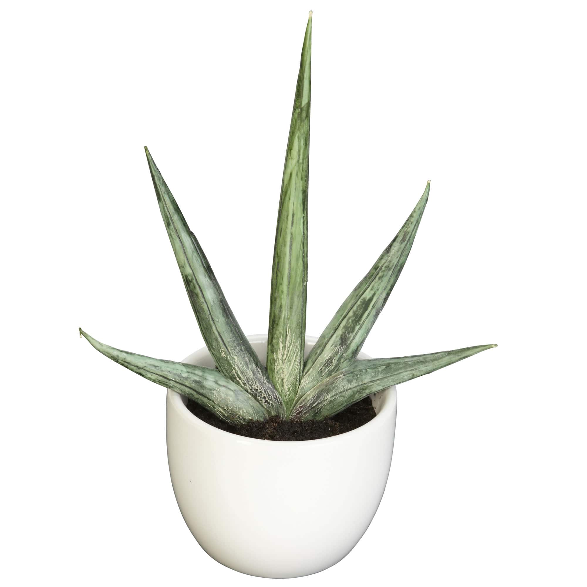 Potted Agave Plant Collection 3ct.