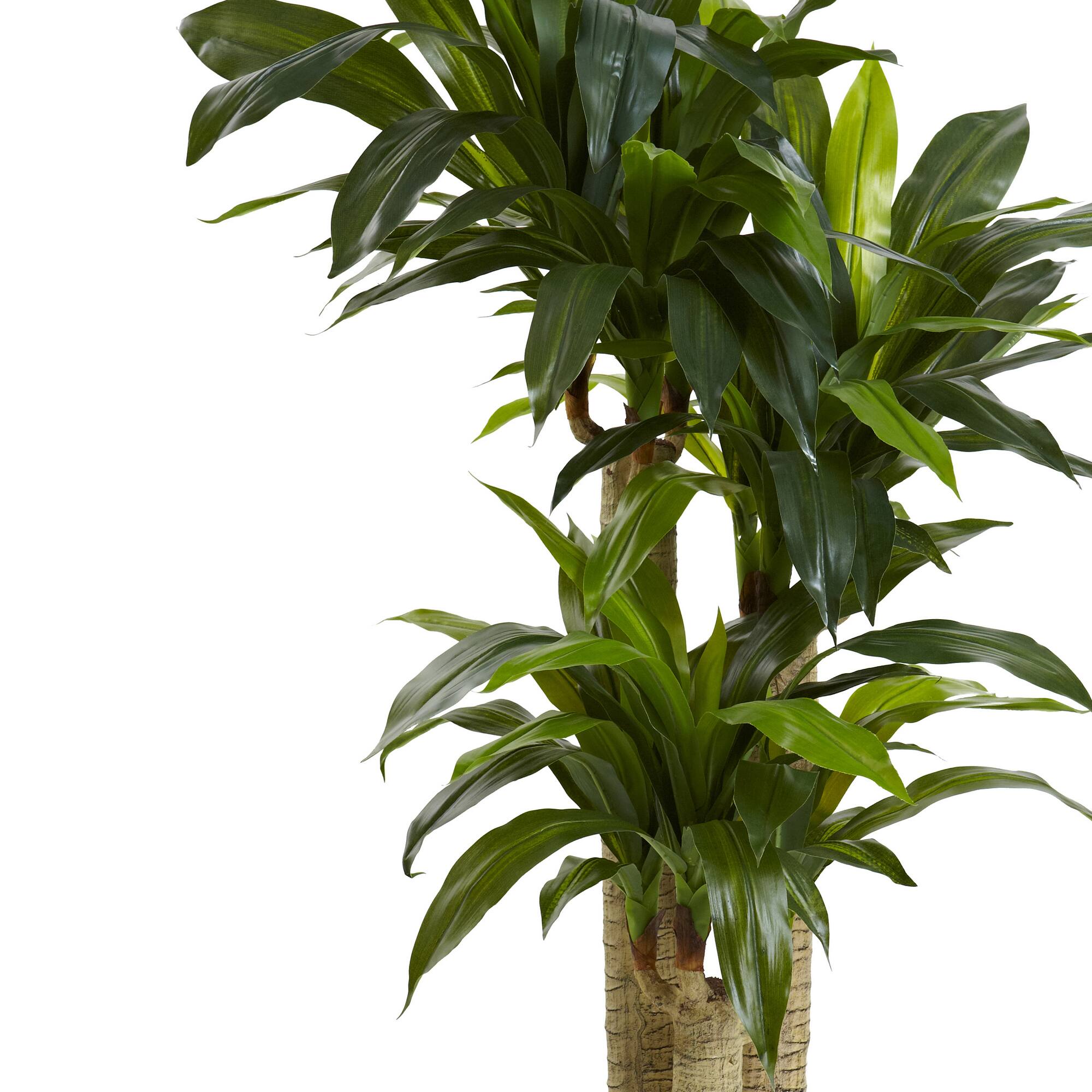 4.5ft. Cornstalk Dracaena In Vase