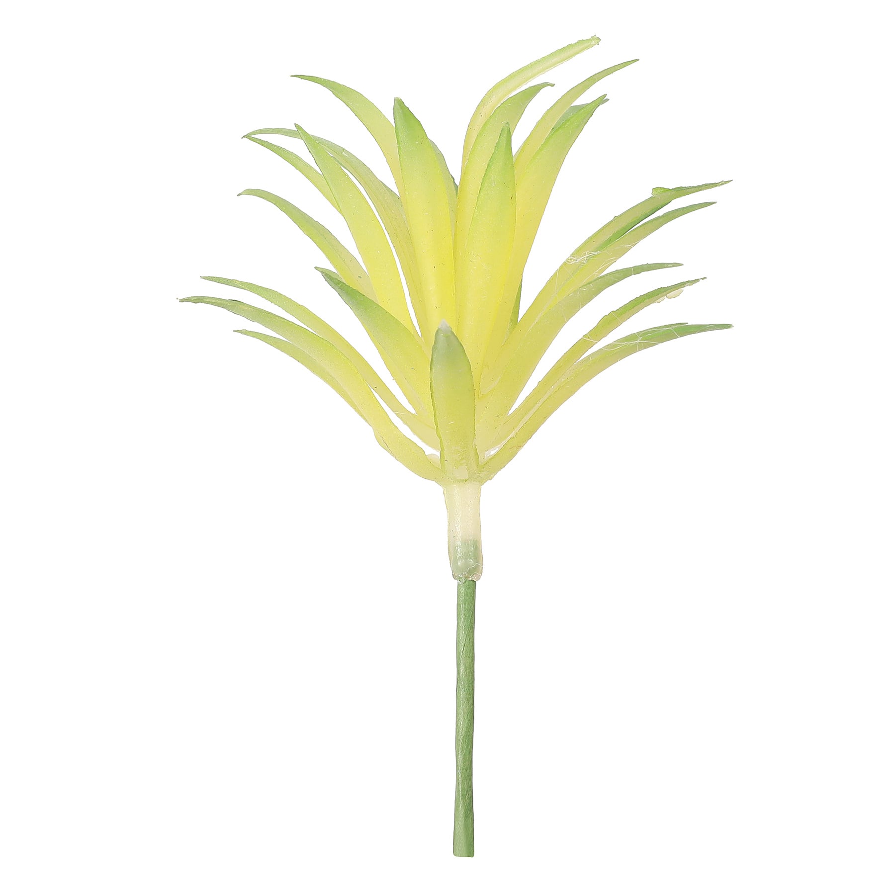 Mélange de succulentes d’Ashland