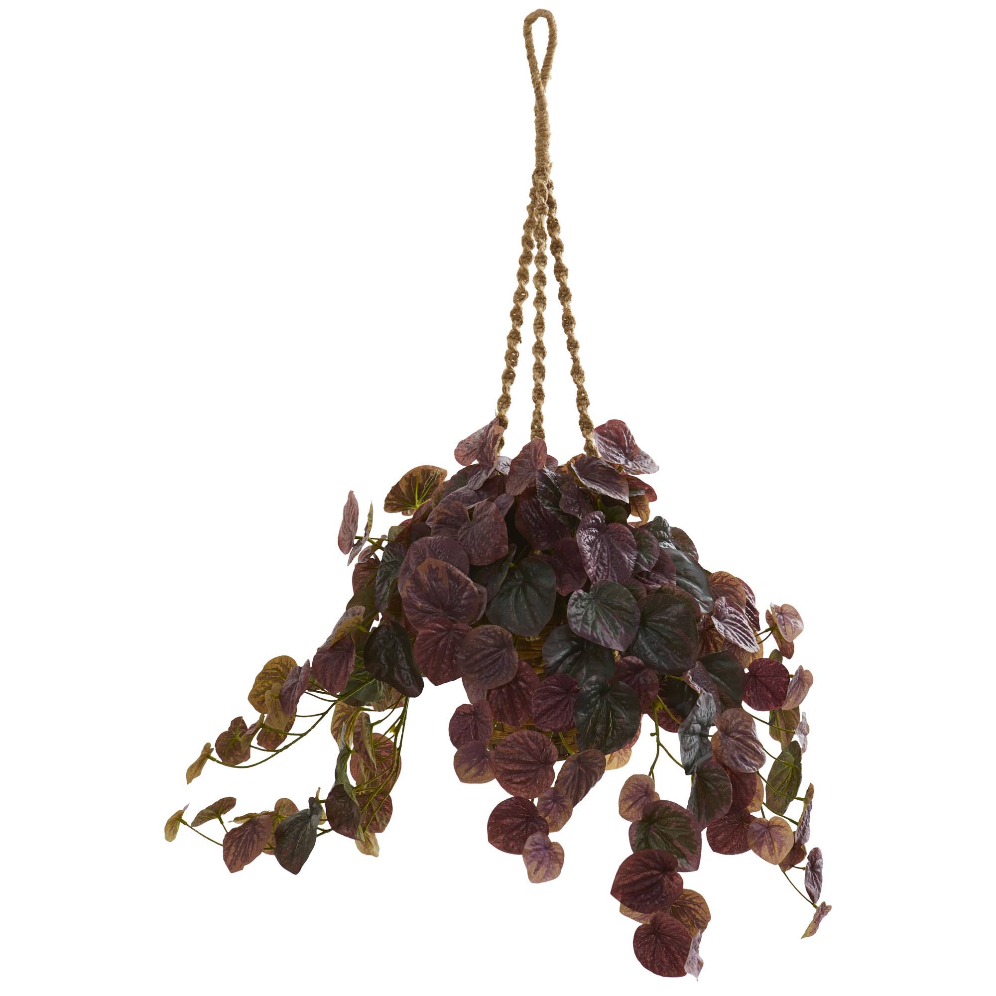 3ft. Purple Peperomia Plant in Hanging Basket