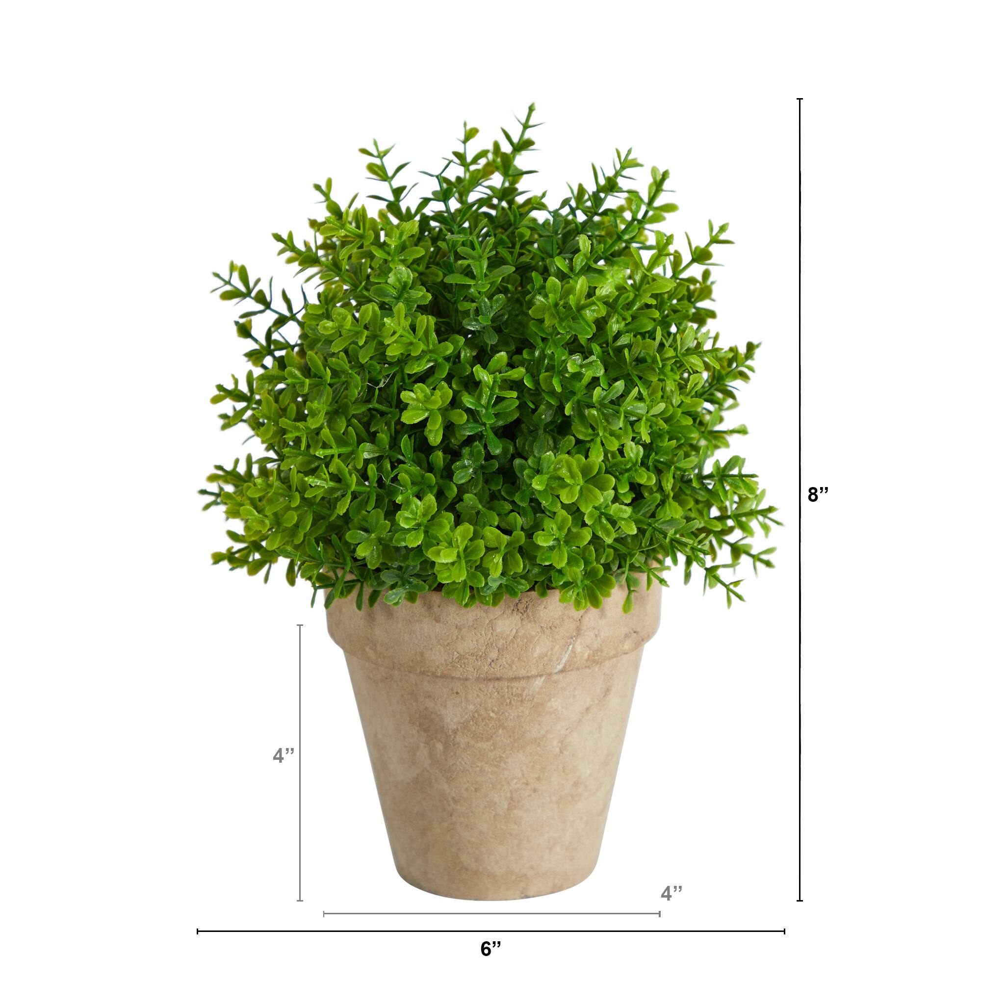 8&#x27;&#x27; Boxwood Artificial Plant in Decorative Planter