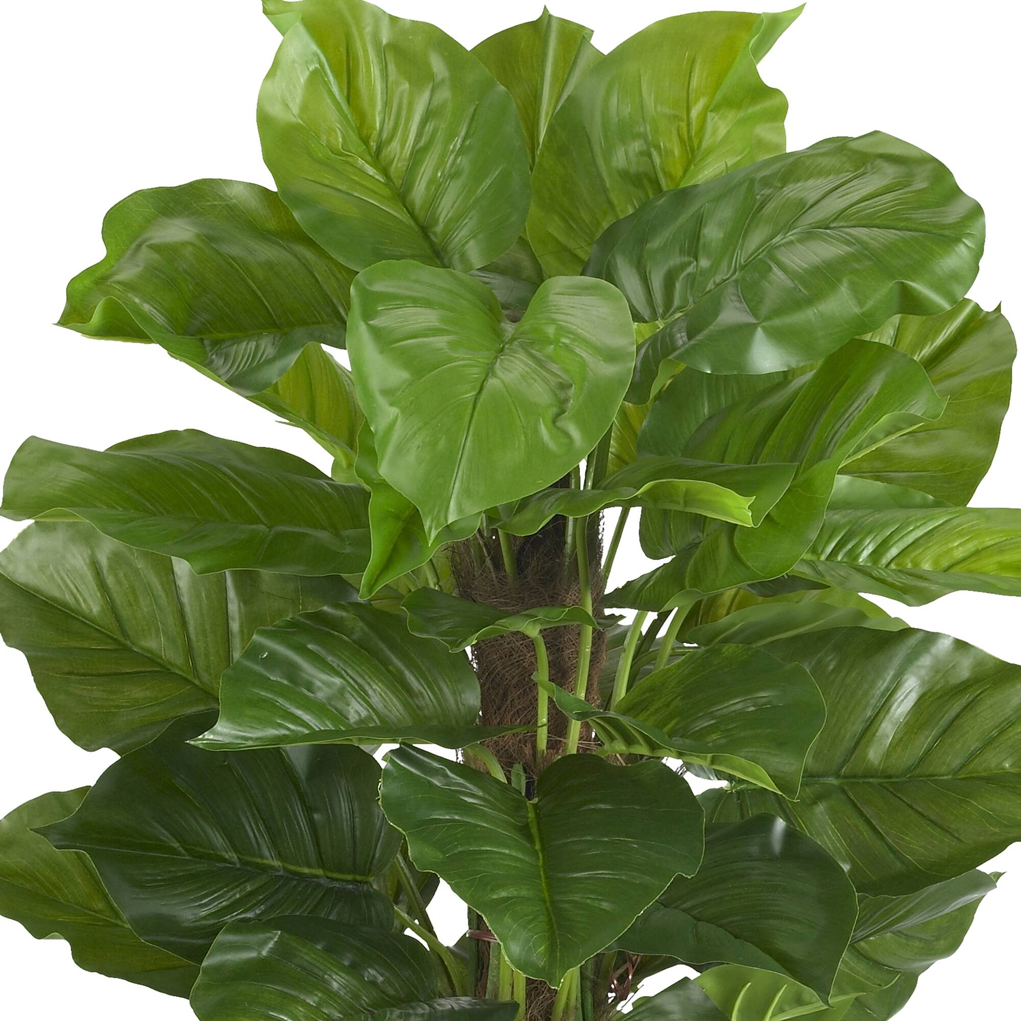 5ft. Potted Philodendron Plant