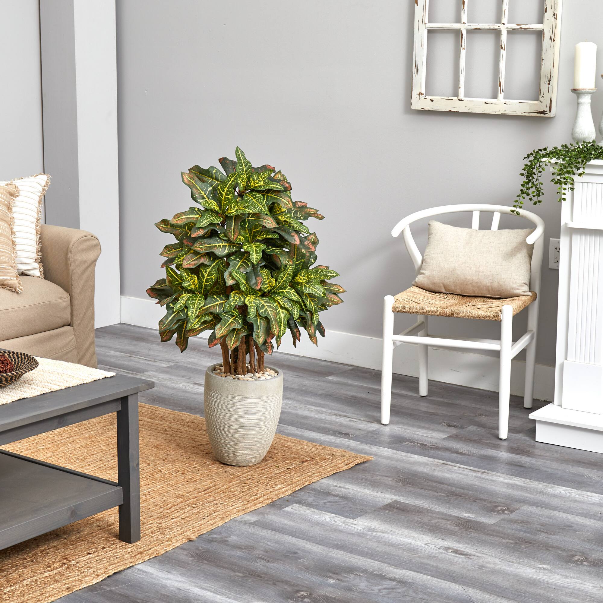 3.5ft. Croton in Sand Planter