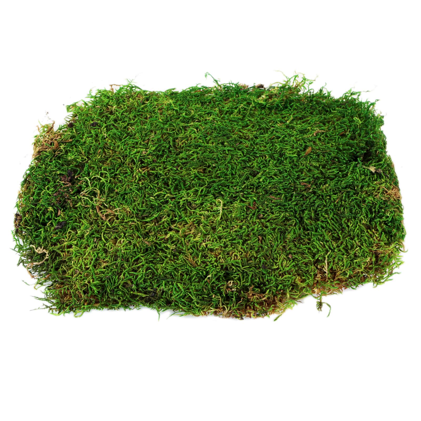 12 Pack: Forest Green Preserved Moss by Ashland&#xAE;