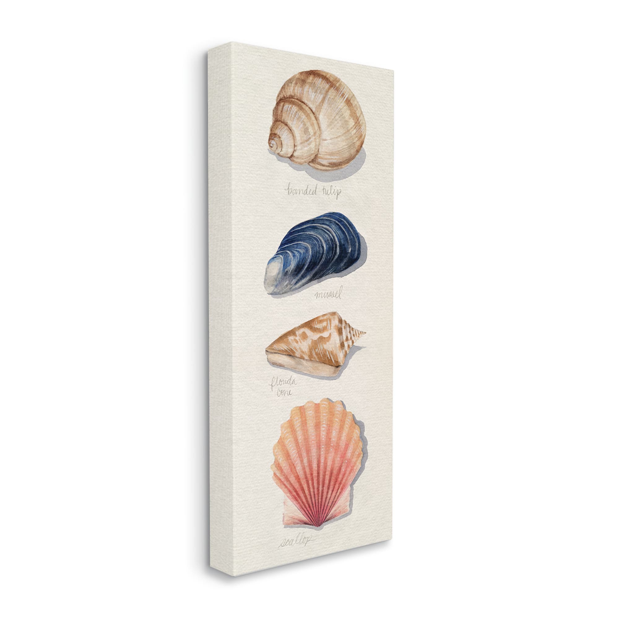 Stupell Industries Ocean Life Sea Shells Soft Beige Sand Canvas