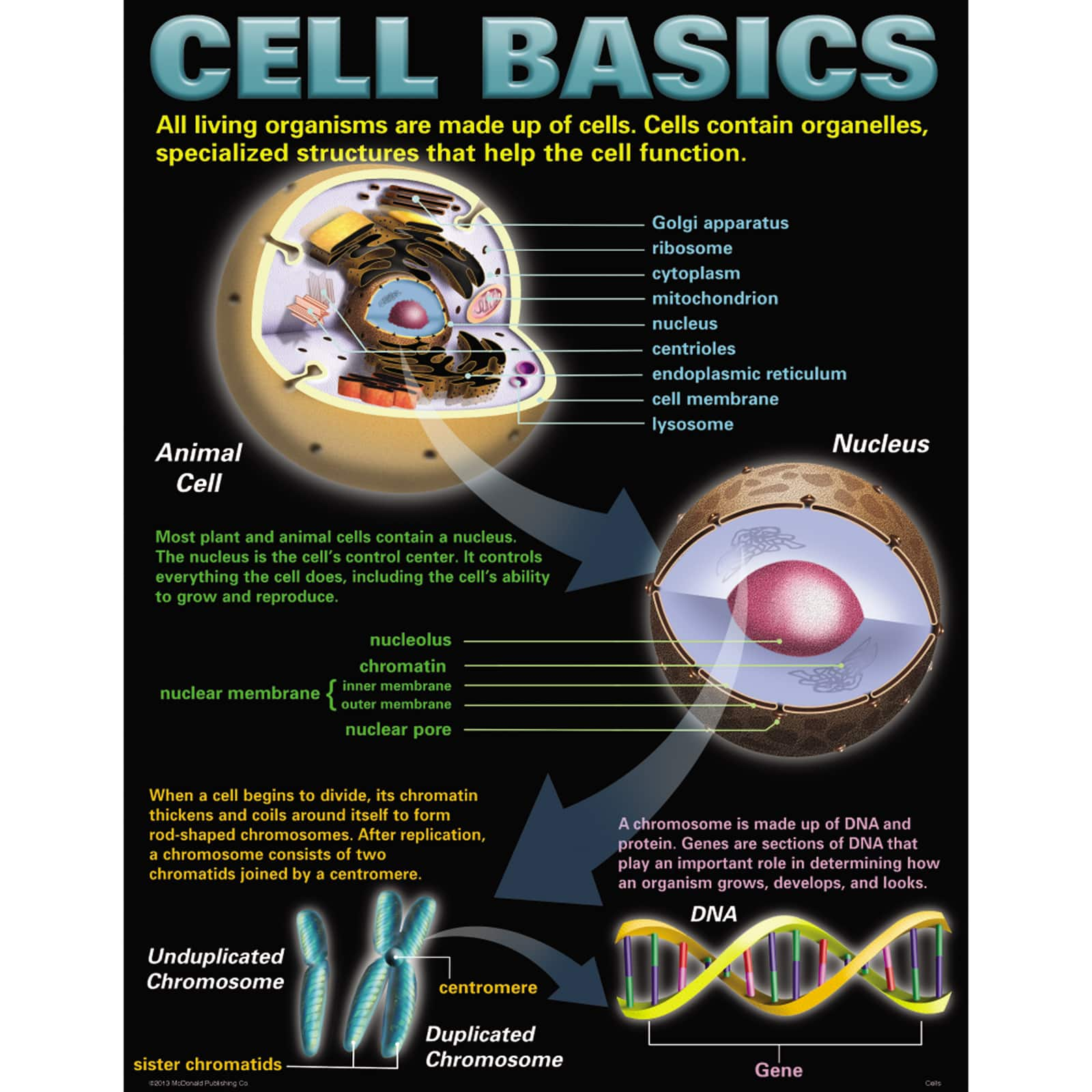 Mcdonald Publishing Science Cells Teaching Poster Set Michaels