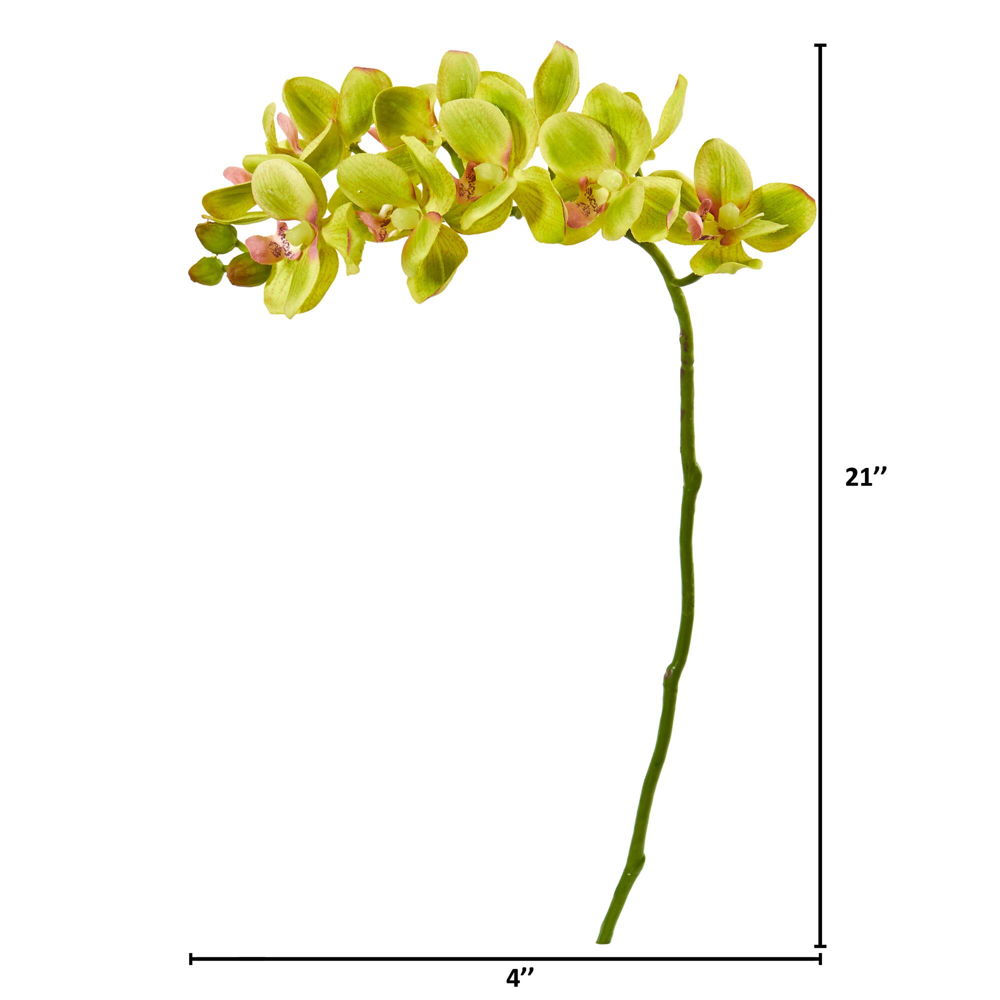 Moth Orchid Stem