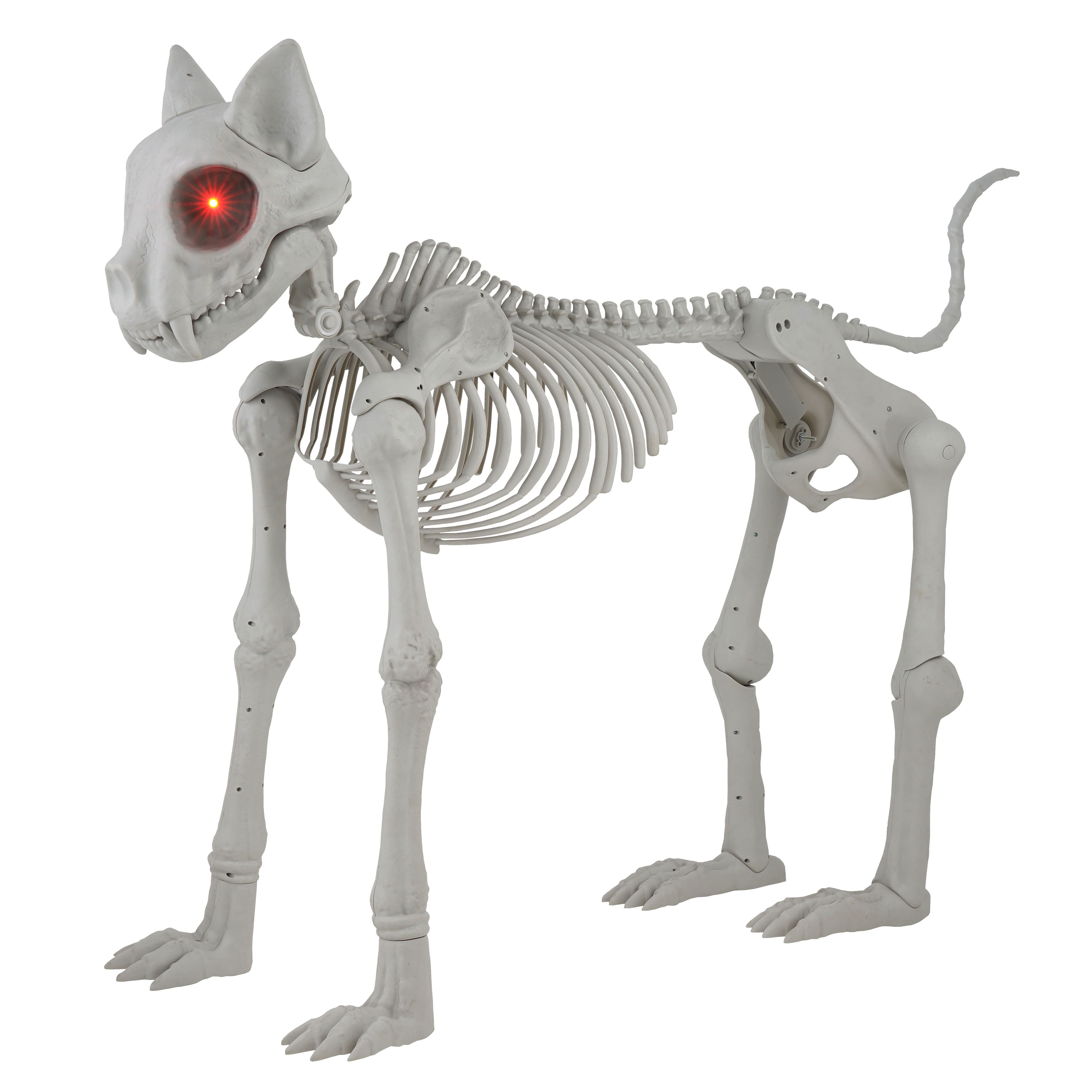 5ft. Oversized Posable Cat Skeleton by Ashland®