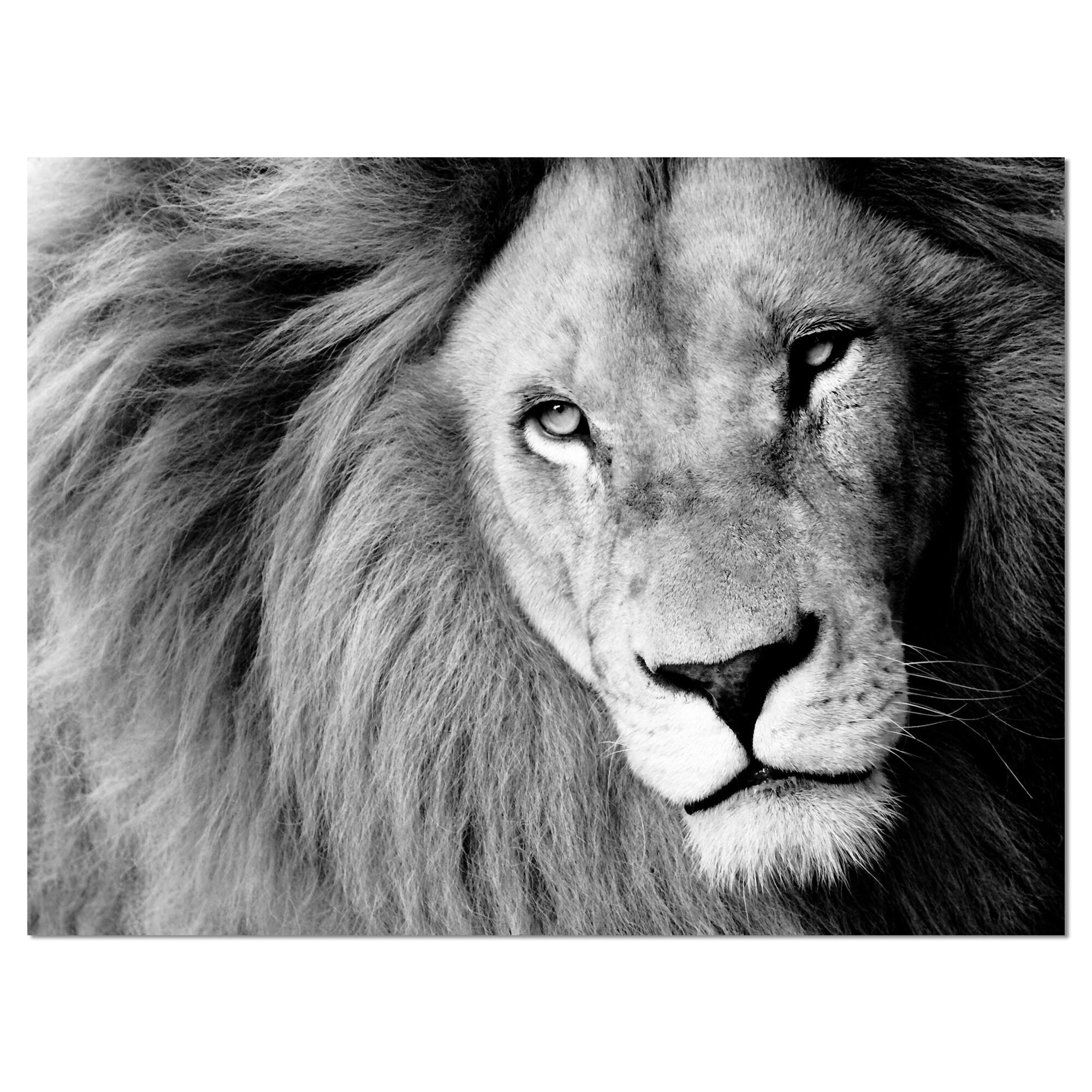 Designart - Lion Head in Grey - Animal Canvas Art Print