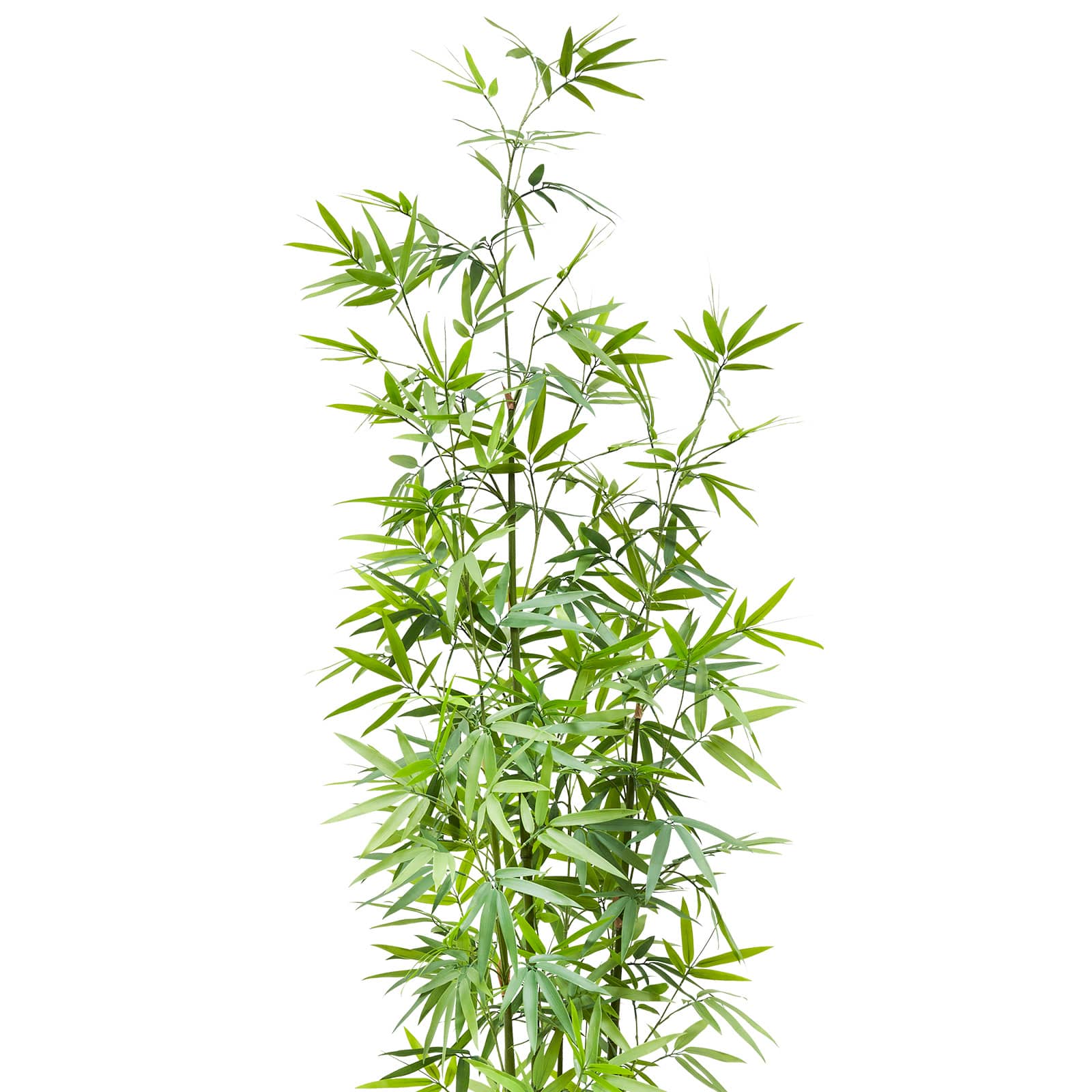 7ft. Potted Bamboo Tree by Ashland&#xAE;