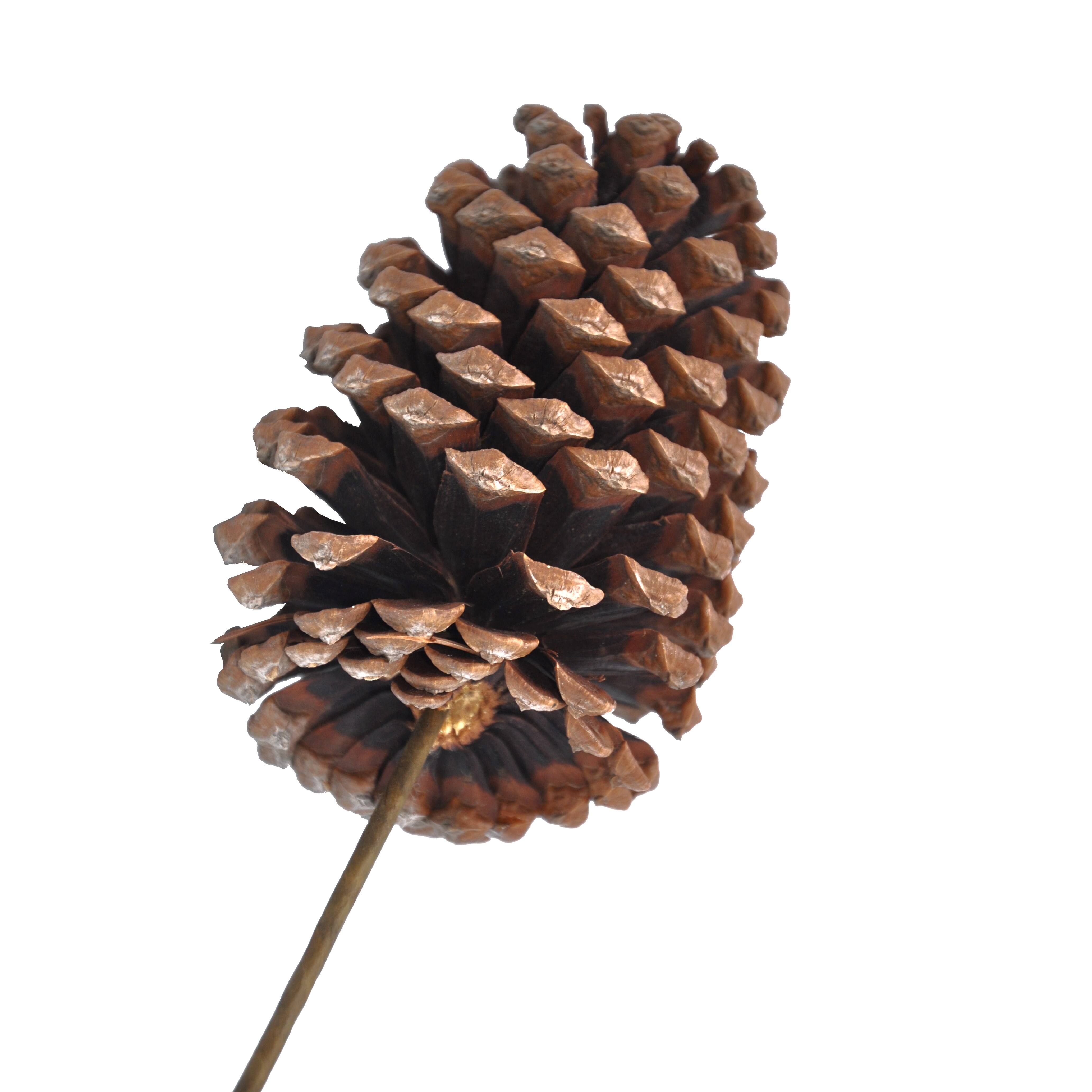 Natural Pinecone Pick by Ashland®