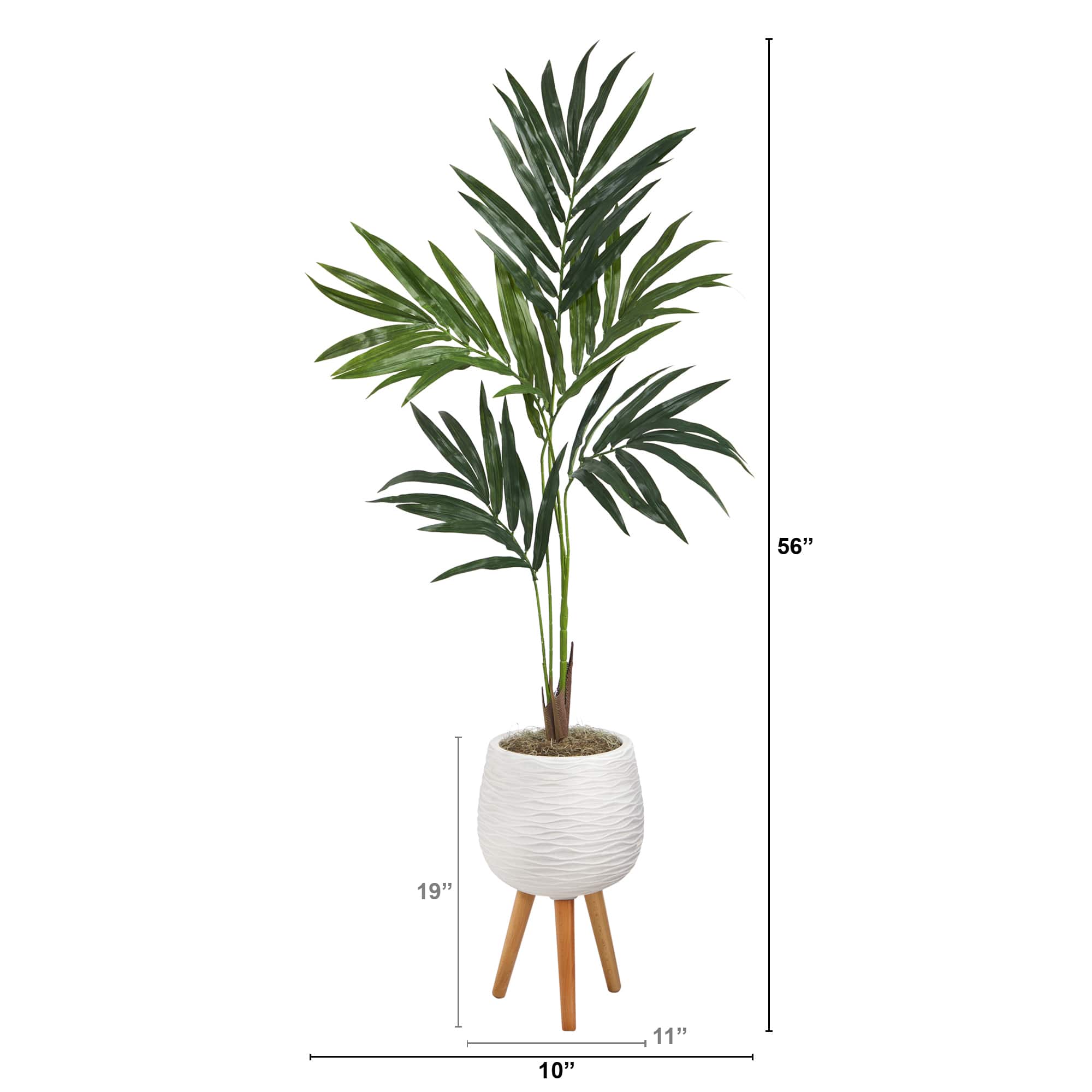 5ft. Kentia Palm Tree in White Planter with Stand