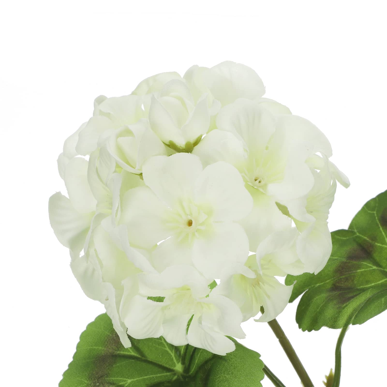 White Geranium Bush by Ashland&#xAE;