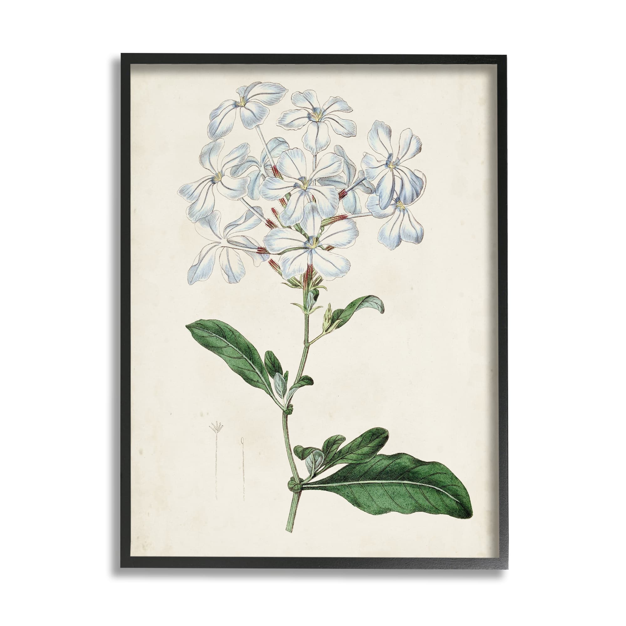 Stupell Industries Rustic Garden Floral Study Charming White Blossoms in Black Frame Wall Art