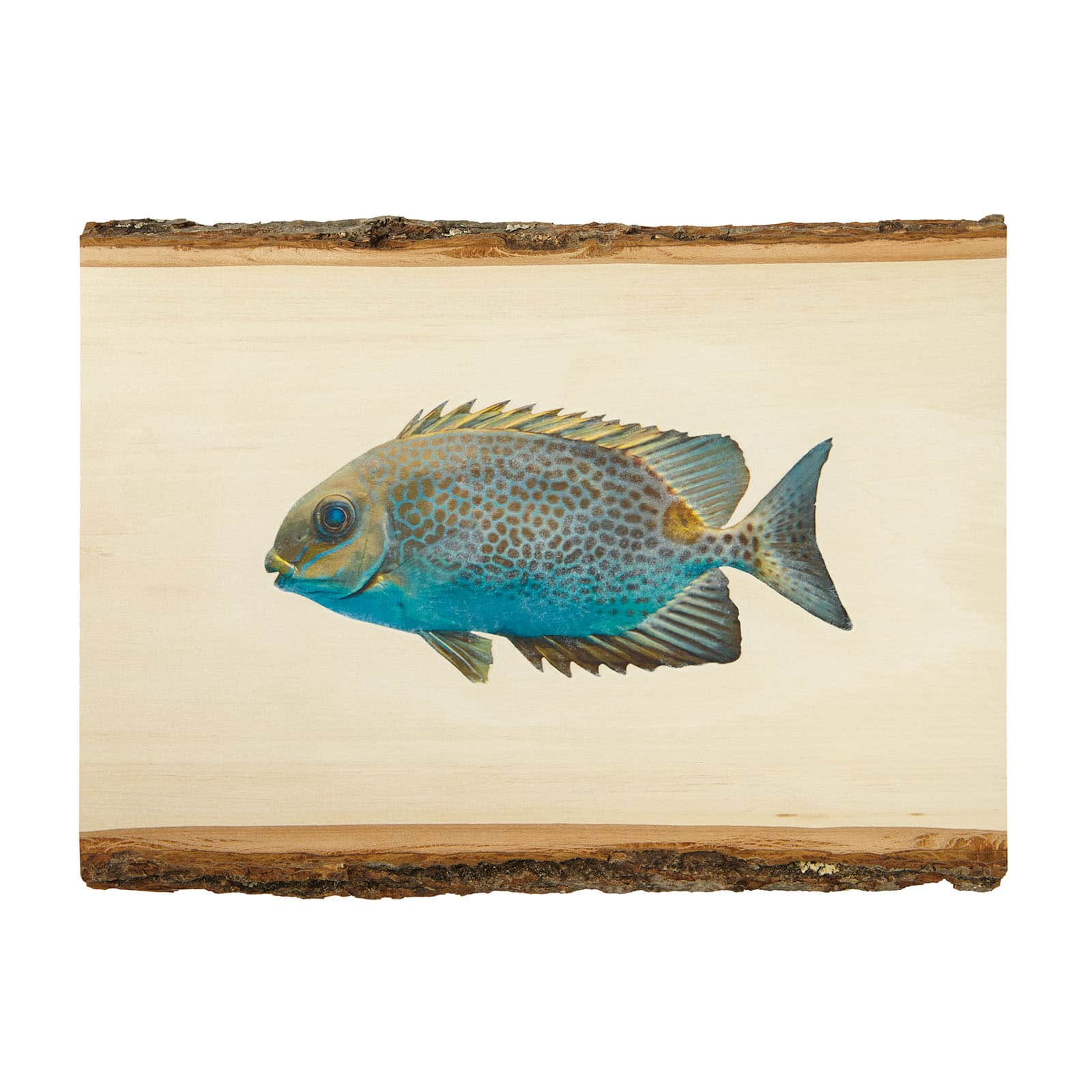 Walnut Hollow&#xAE; Basswood Country Round&#xAE;