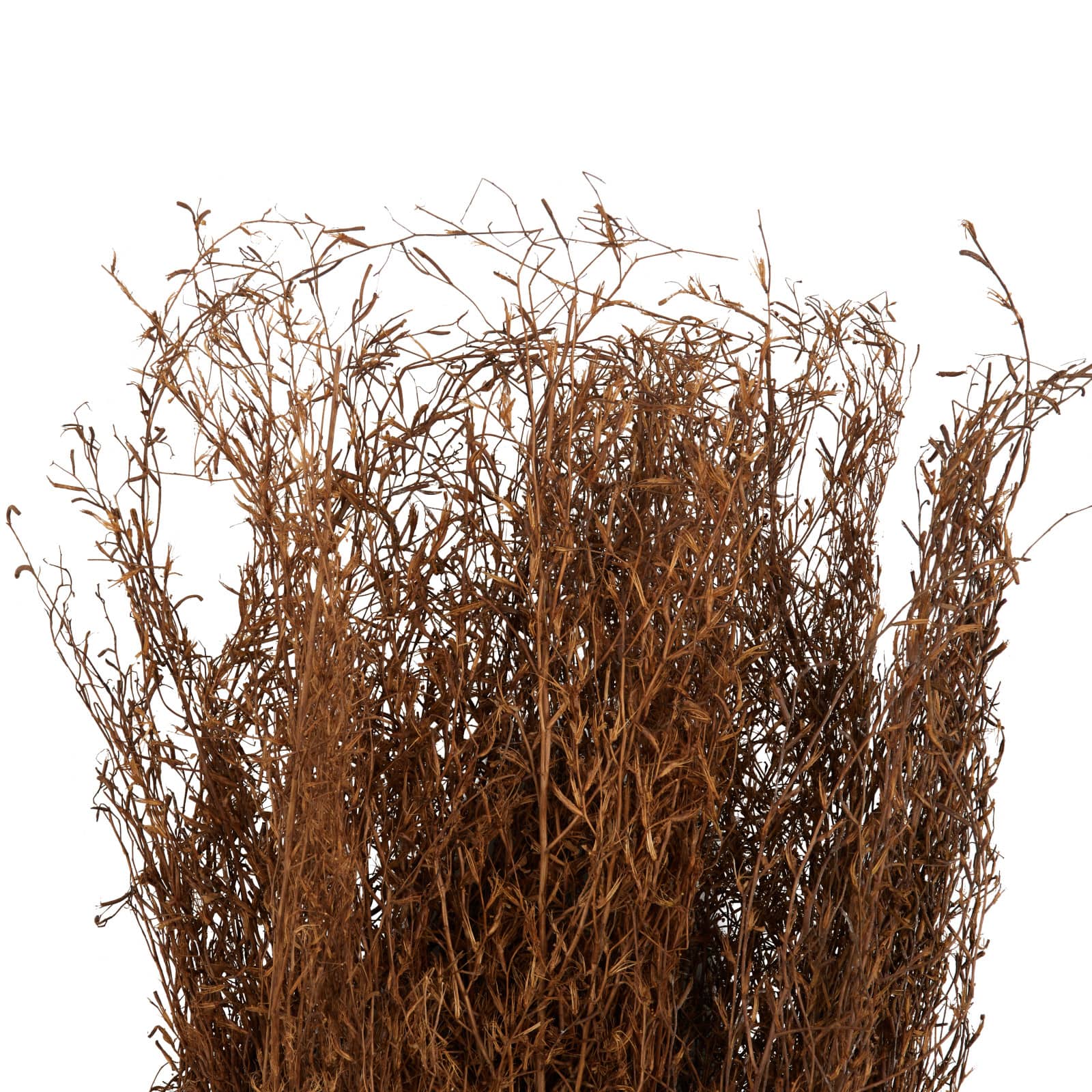 45" Brown Dried Natural Pampas Grass Foliage