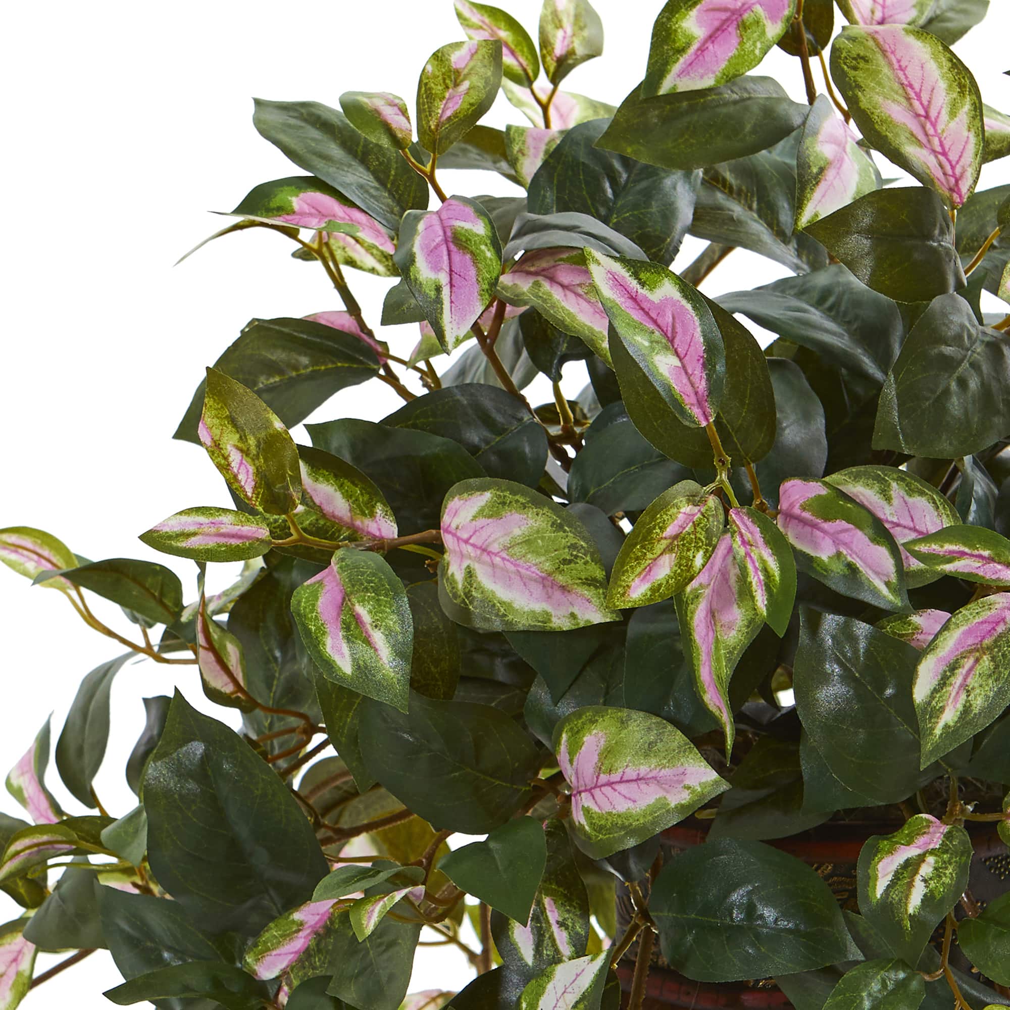 20" Hoya Plant in Decorative Planter