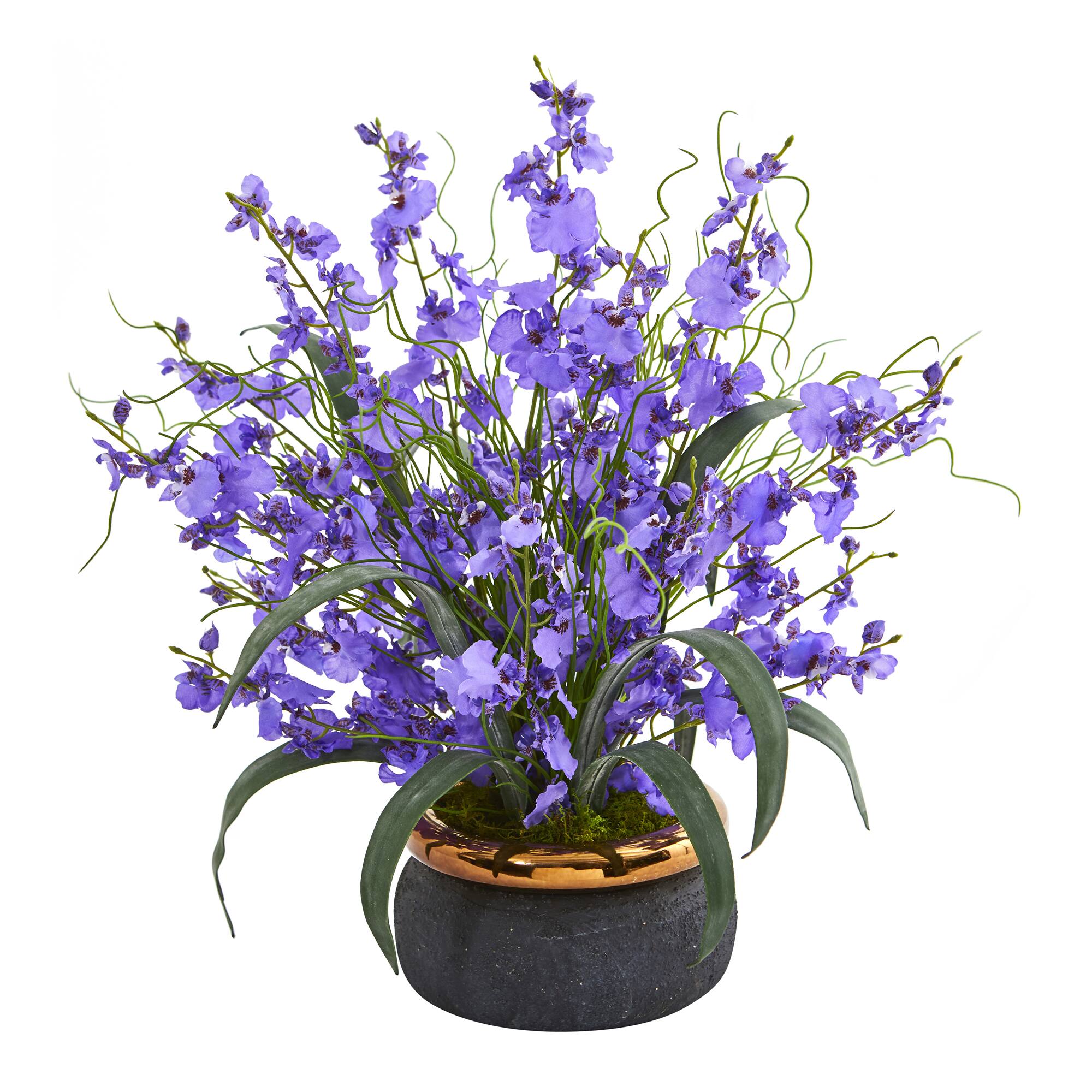 19" Dancing Lady Orchid in Black & Gold Vase