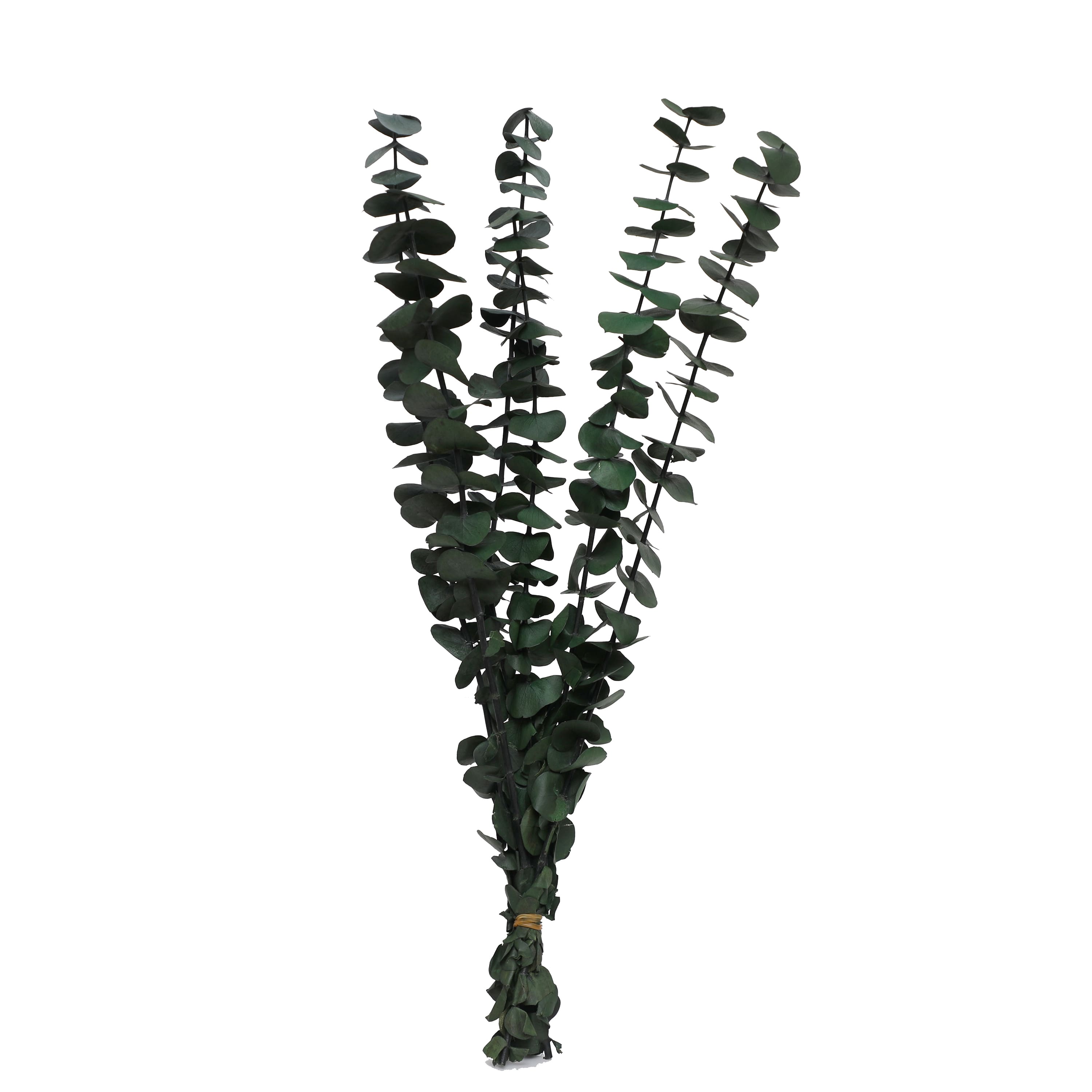 24&#x22; Green Eucalyptus Bundle by Ashland&#xAE;