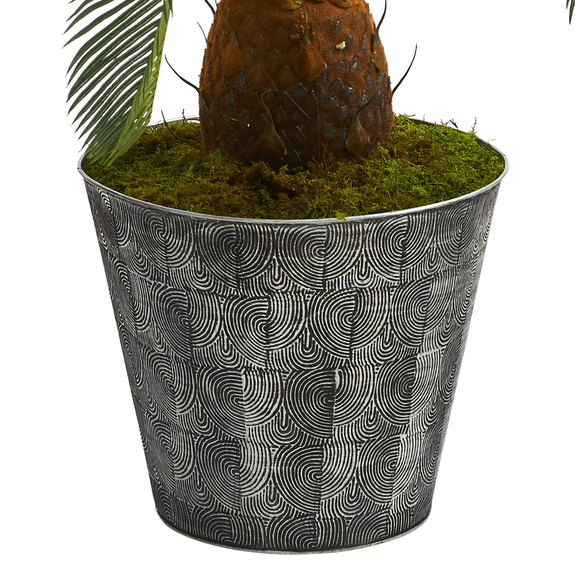 3.3ft. Cycas Tree in Black Embossed Planter