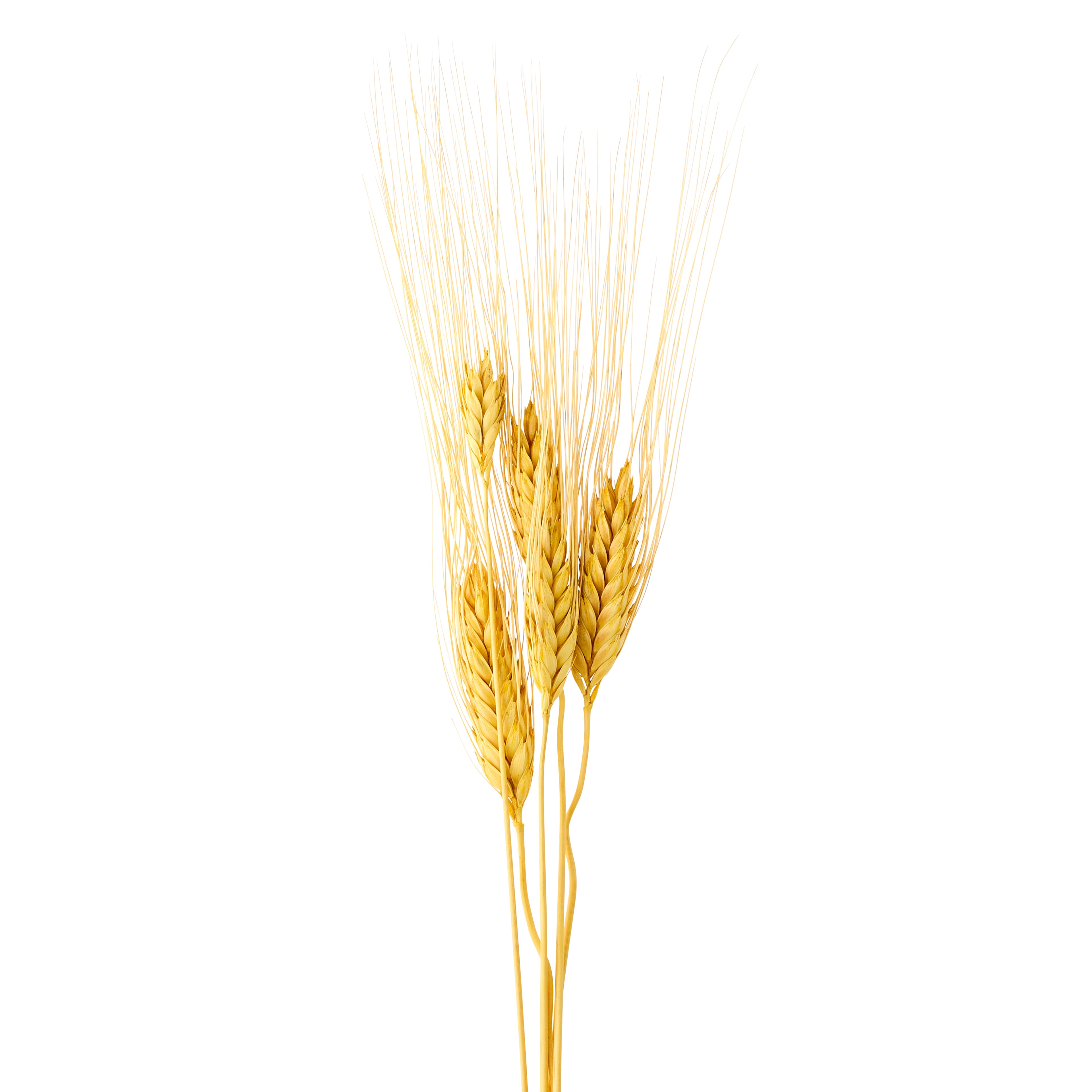 11&#x22; Natural Wheat Mini Bundle by Ashland&#xAE;