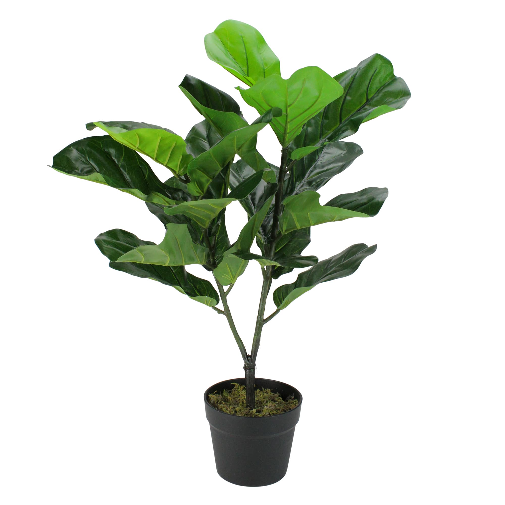 2.4ft. Potted Dark Green Fiddle Leaf Fig Plant | Michaels