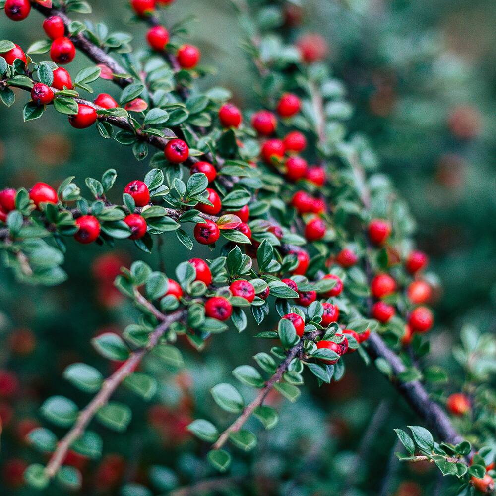 Bramble Berry Lingonberry Spice Fragrance Oil
