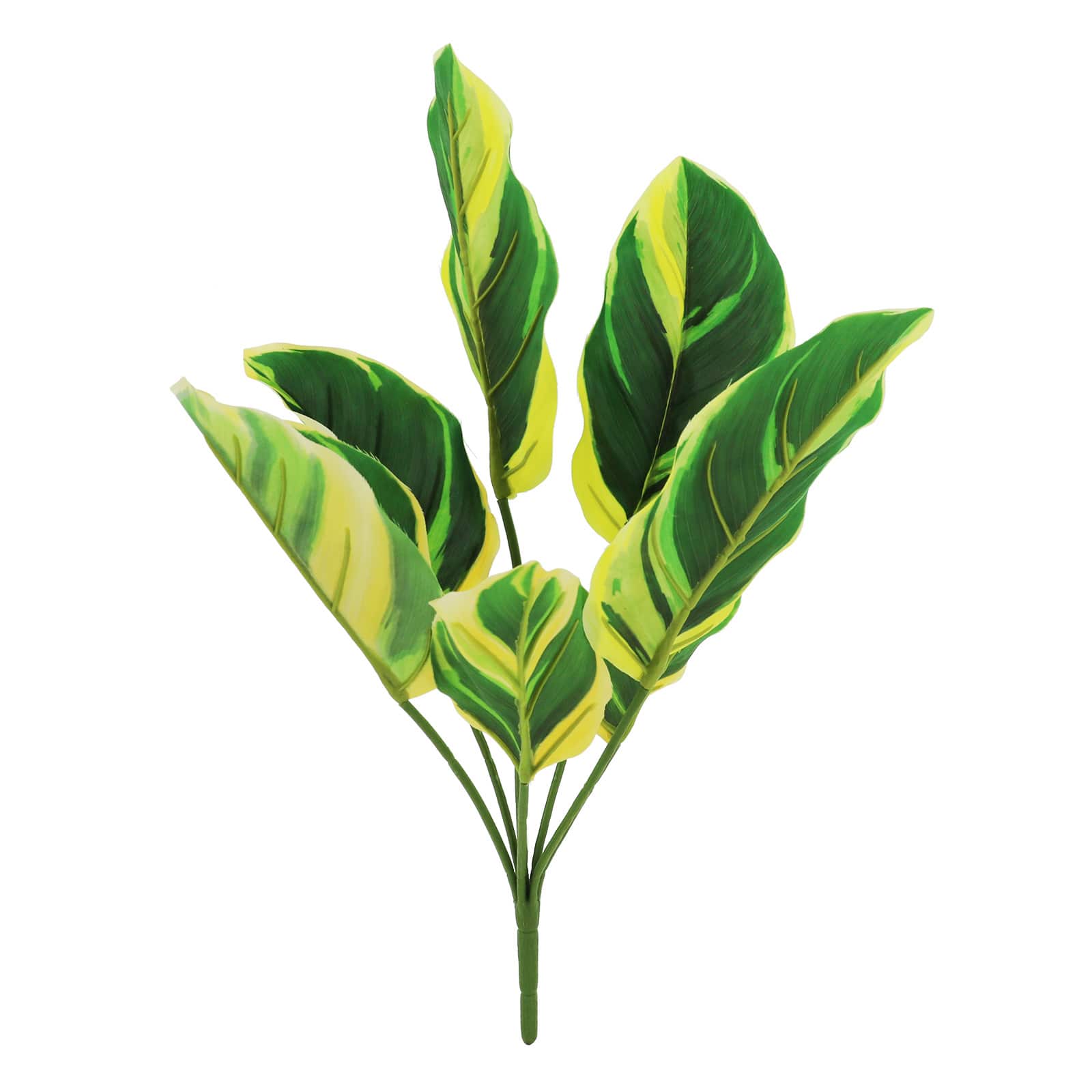 18&#x22; Calathea Pilosa Bush by Ashland&#xAE;