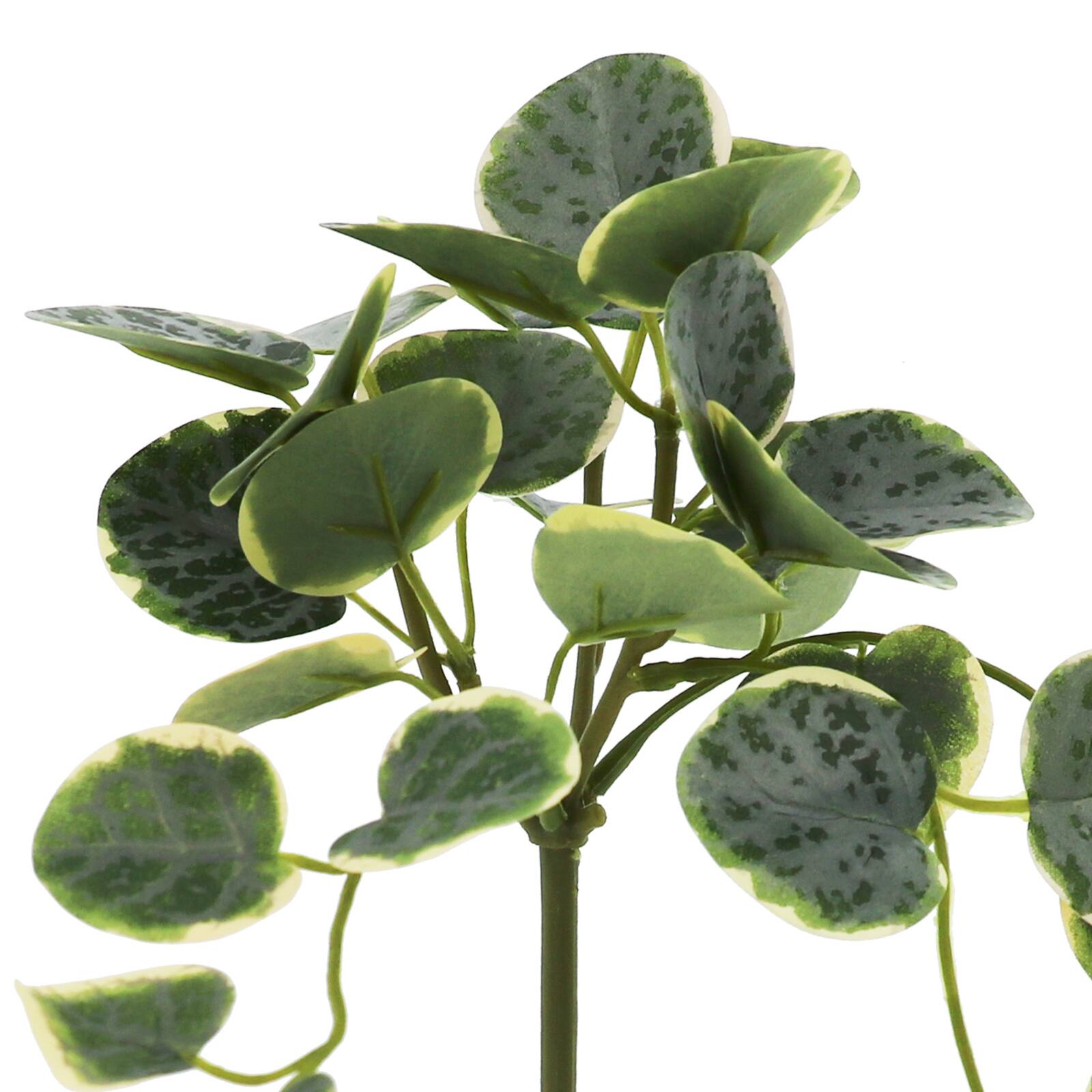 11&#x22; Green Peperomia Bush by Ashland&#xAE;