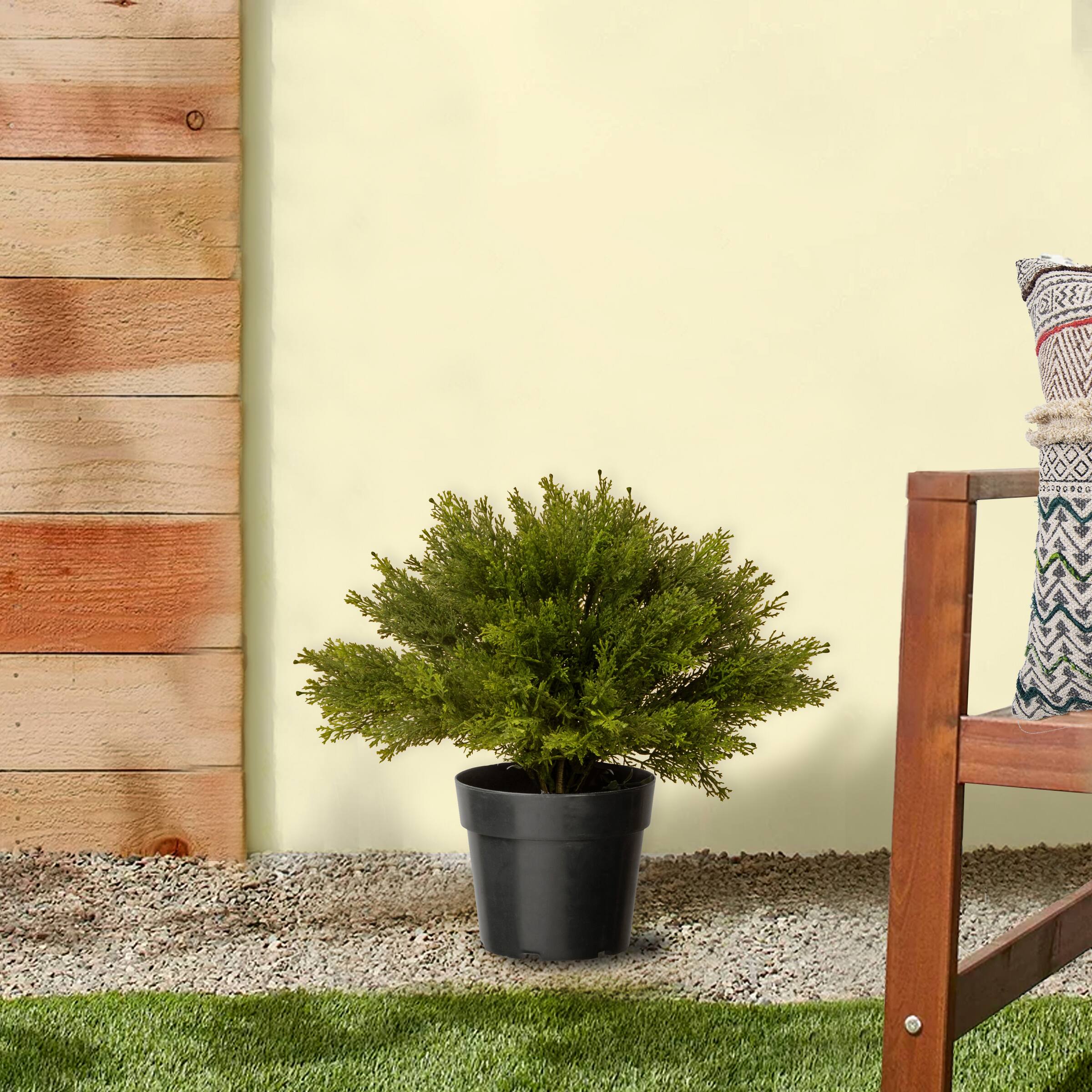 15" Globe Juniper with Green Pot