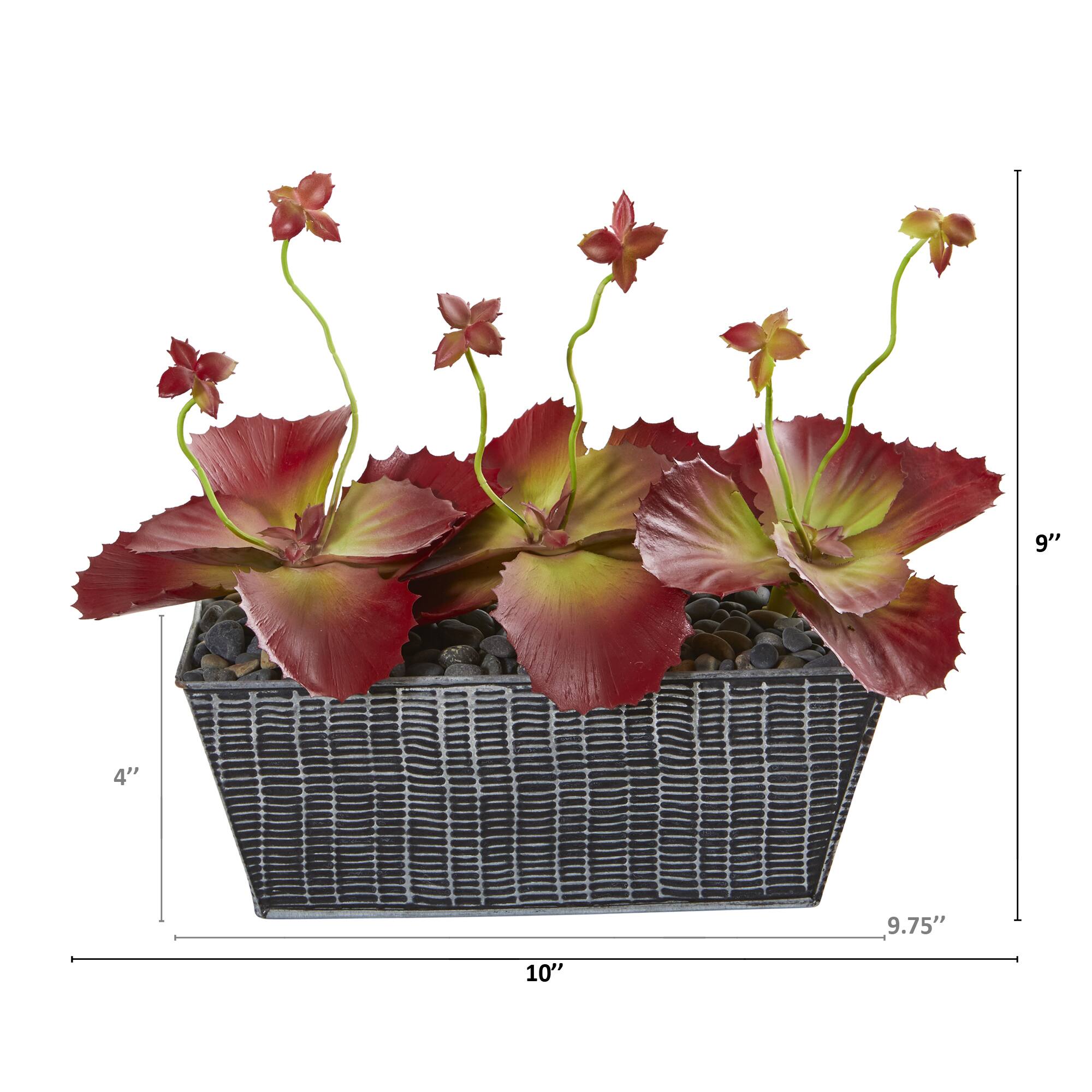 10&#x22; Succulent Plant in Embossed Tin Planter