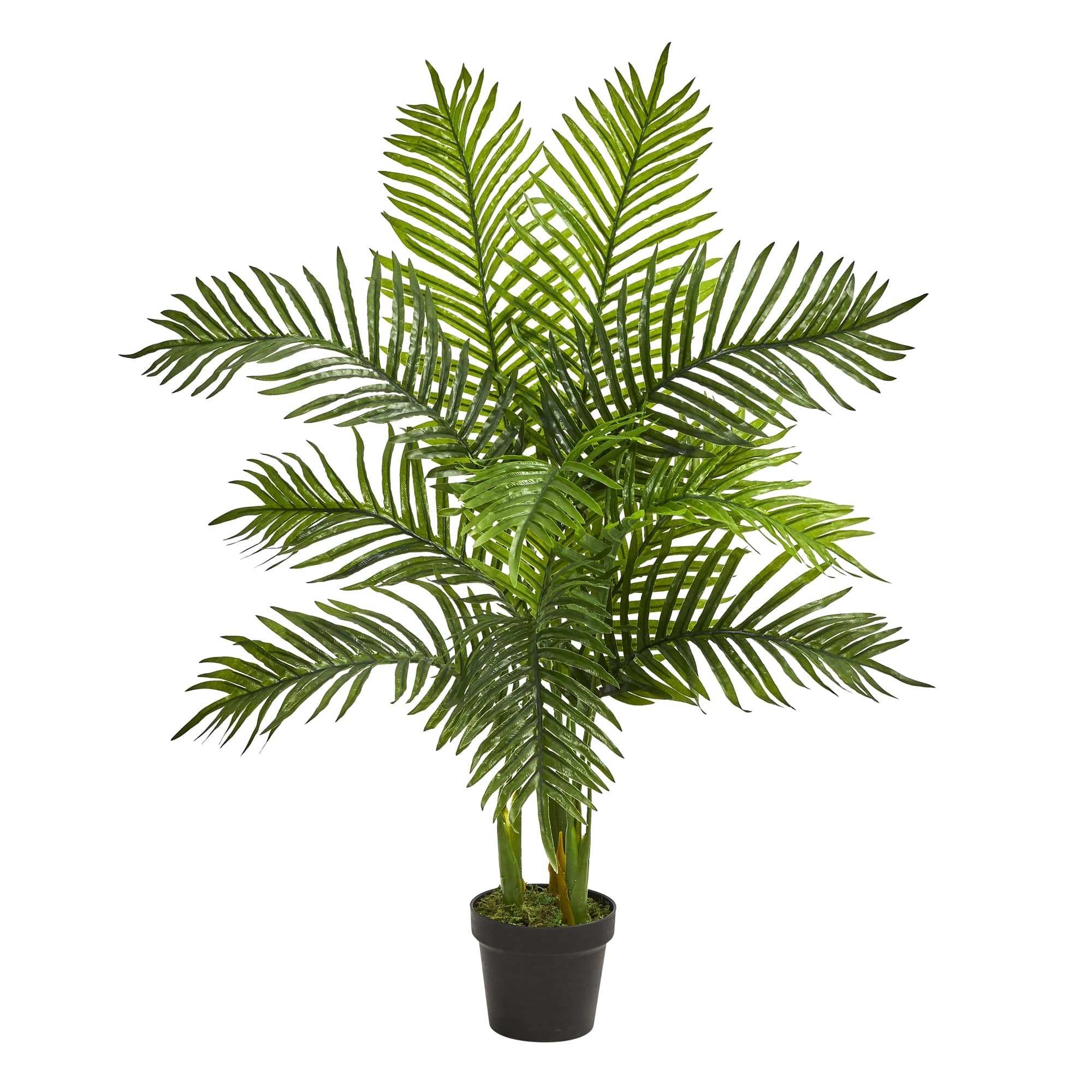 3.5ft. Potted Areca Palm Tree