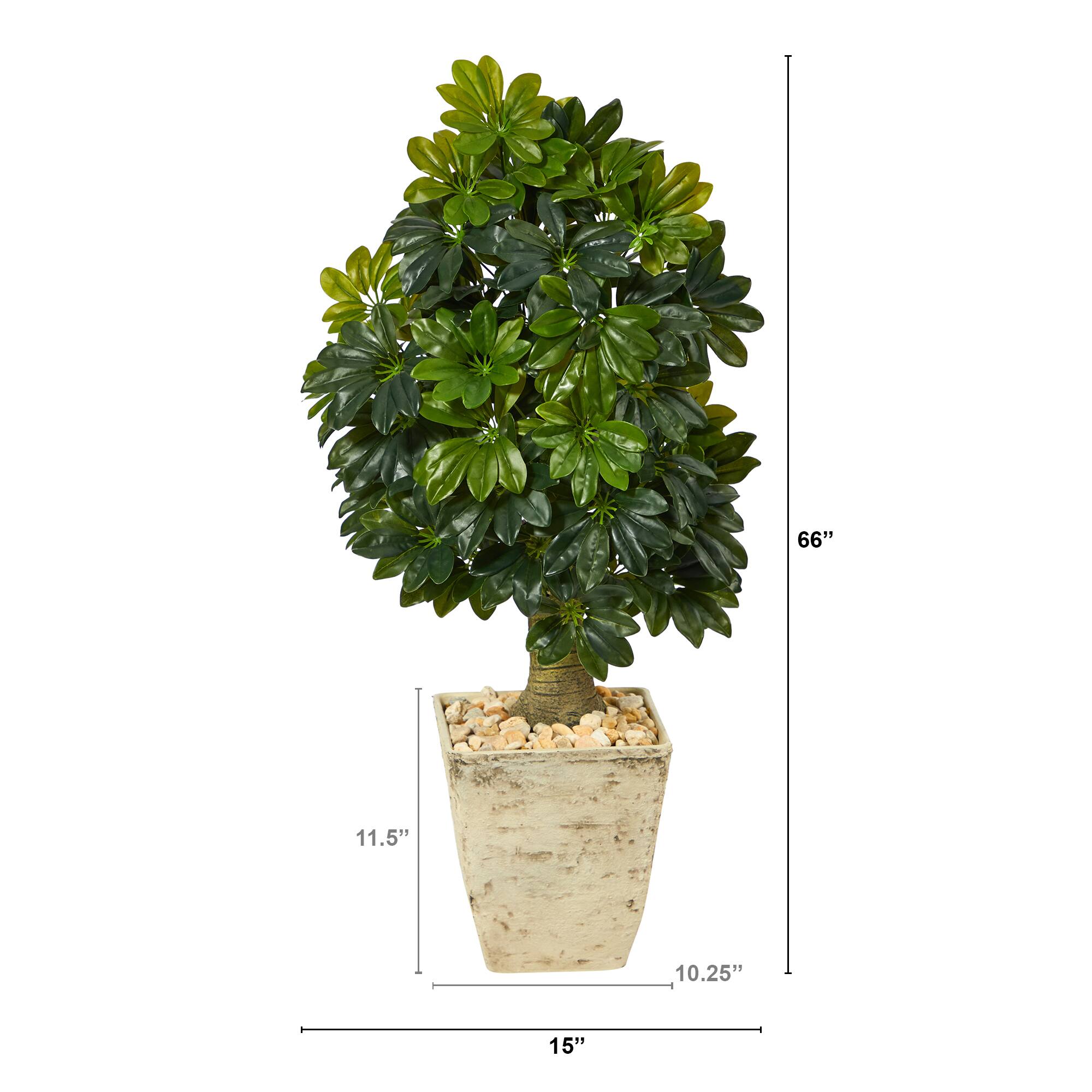 3.5ft. Umbrella Tree in Country White Planter
