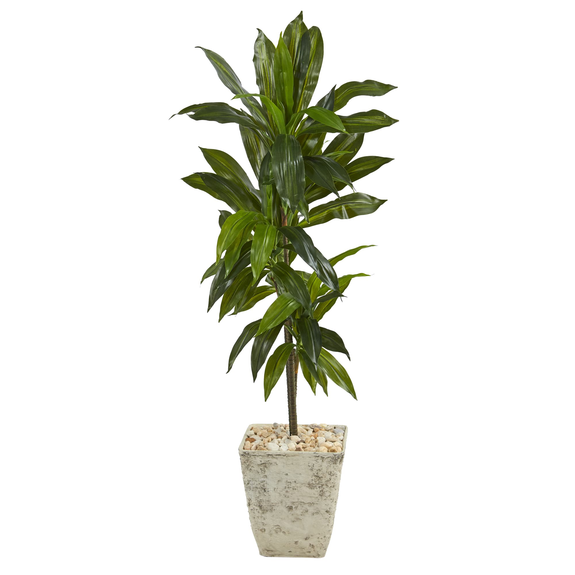 4ft. Dracaena Plant in Country White Planter