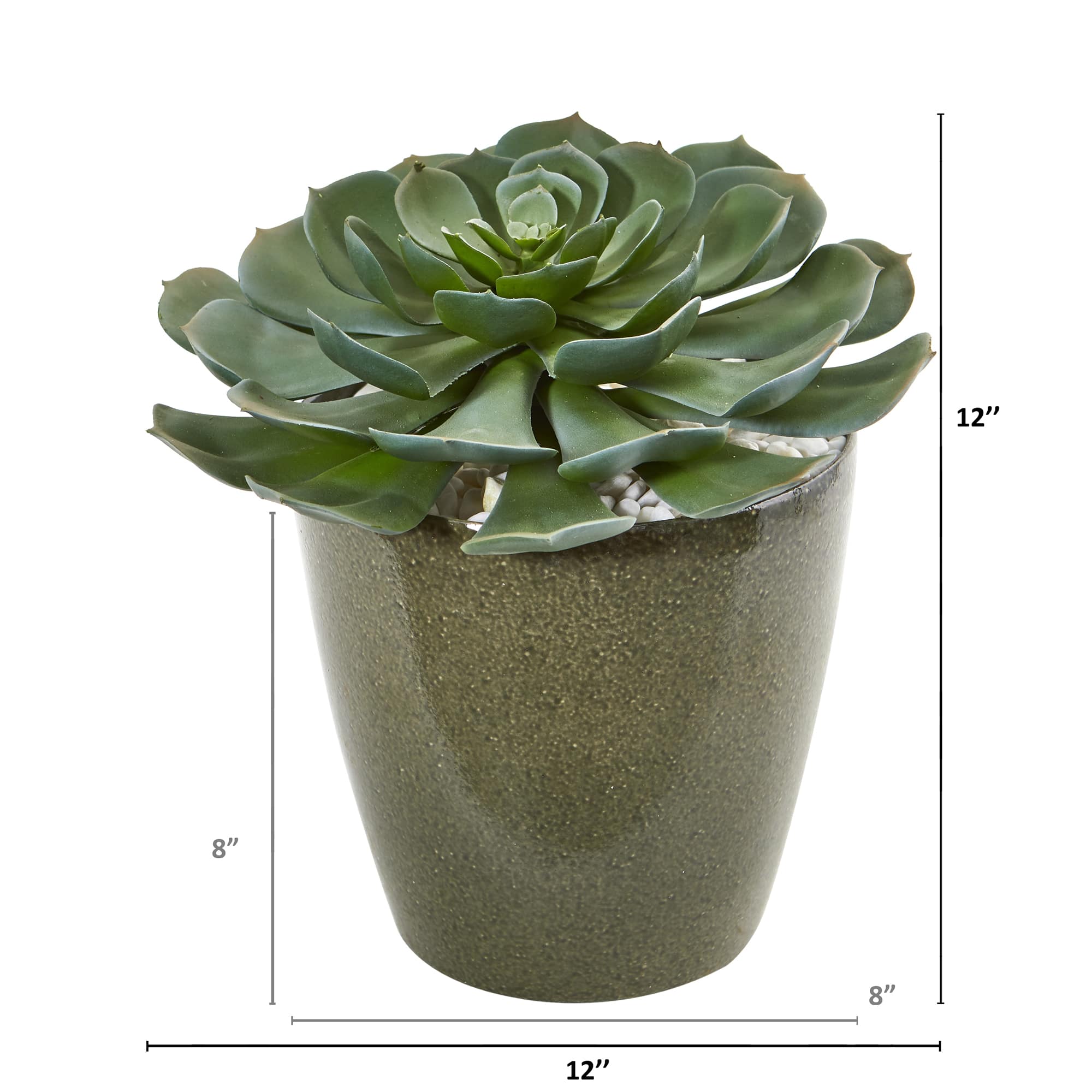 12&#x22; Echeveria Succulent in Planter