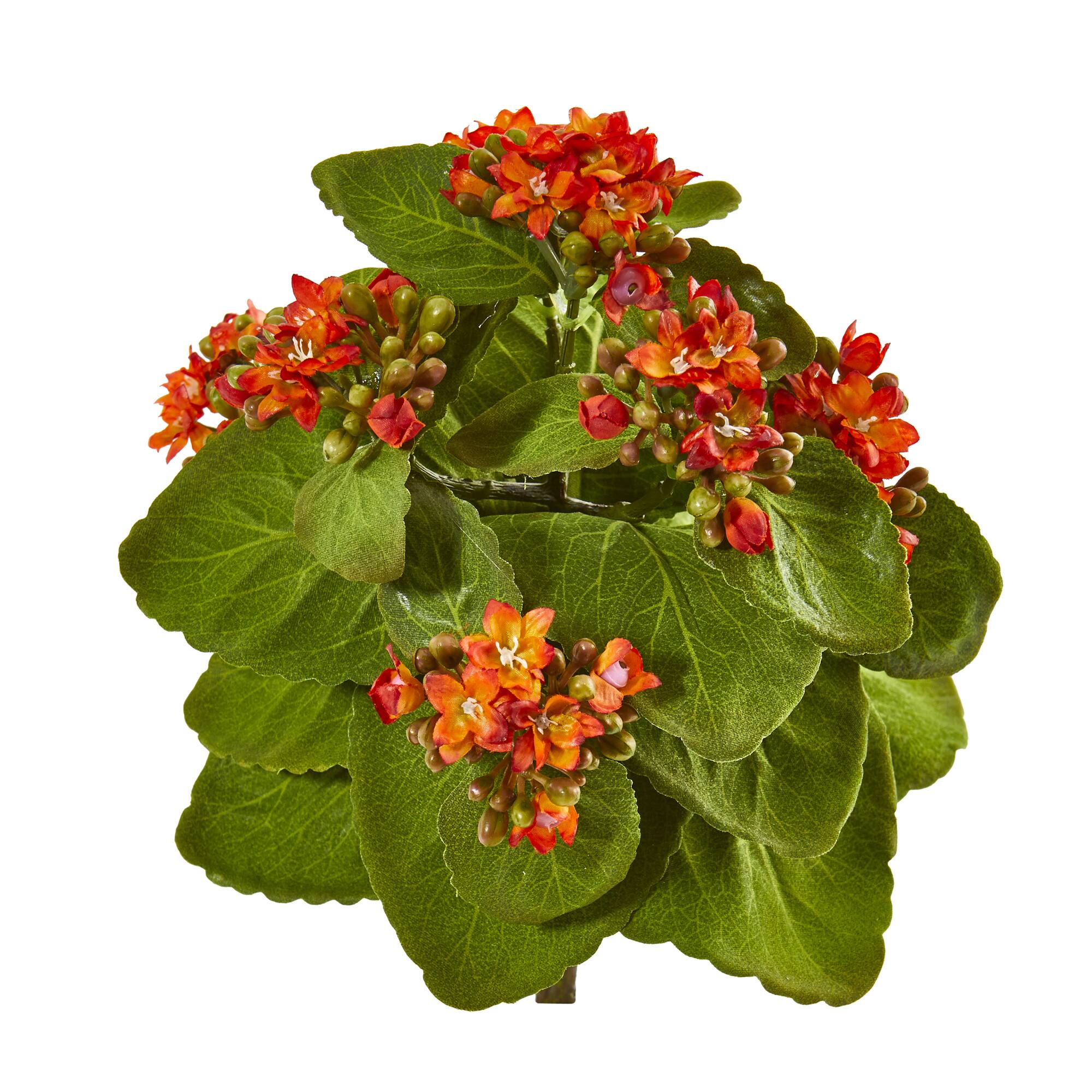 Orange Kalanchoe Bush, 6ct.