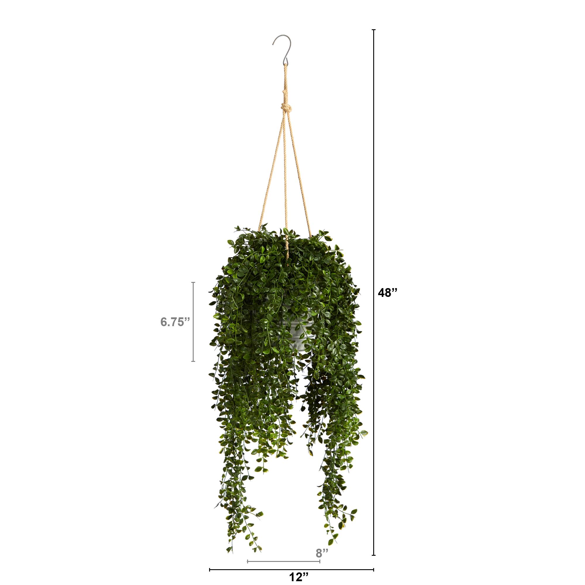 4ft. Honey Locust Plant in Hanging Metal Bucket