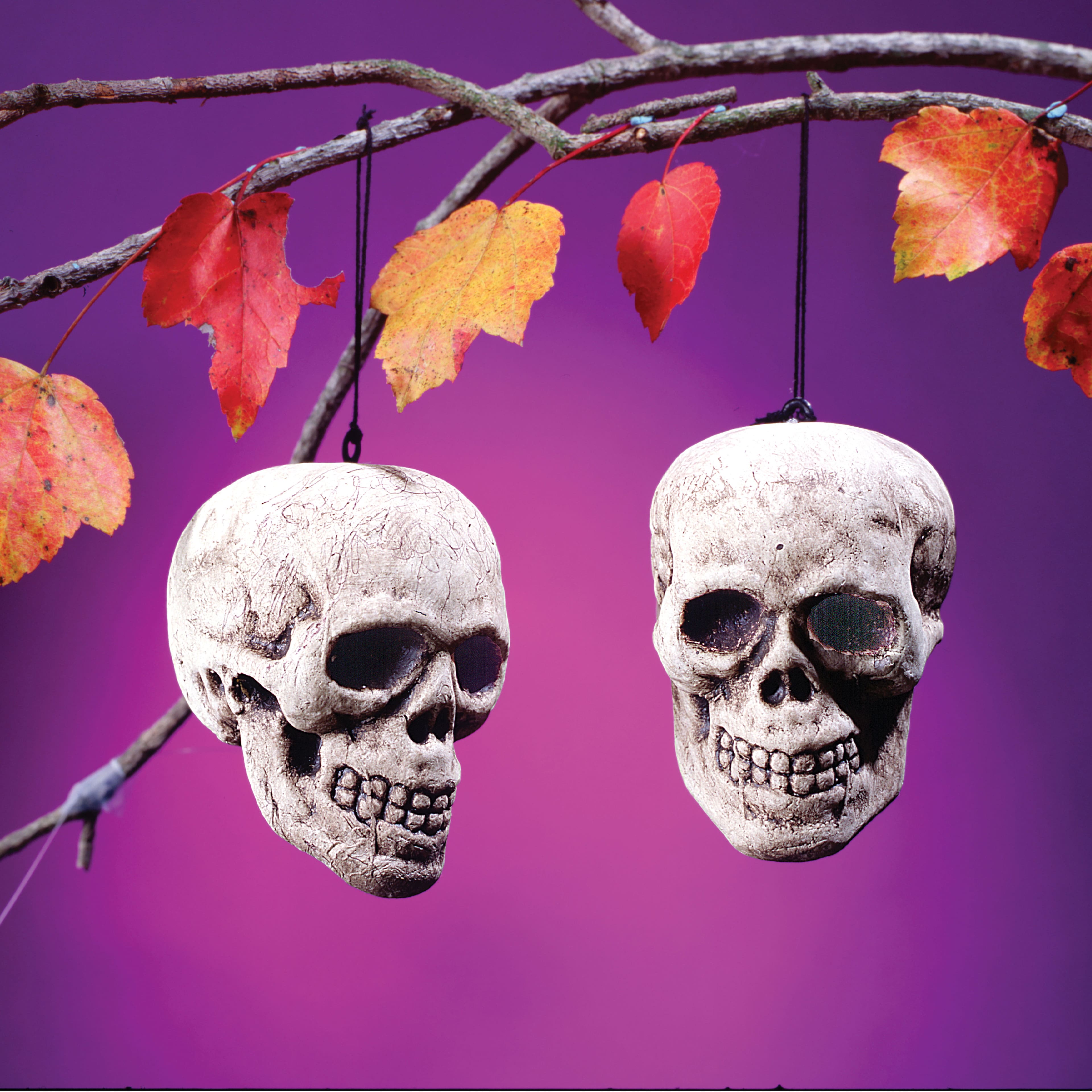 Assorted 3.5&#x22; Skull by Ashland&#xAE;, 1pc.