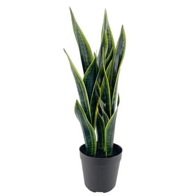 20" Snake Plant by Ashland®