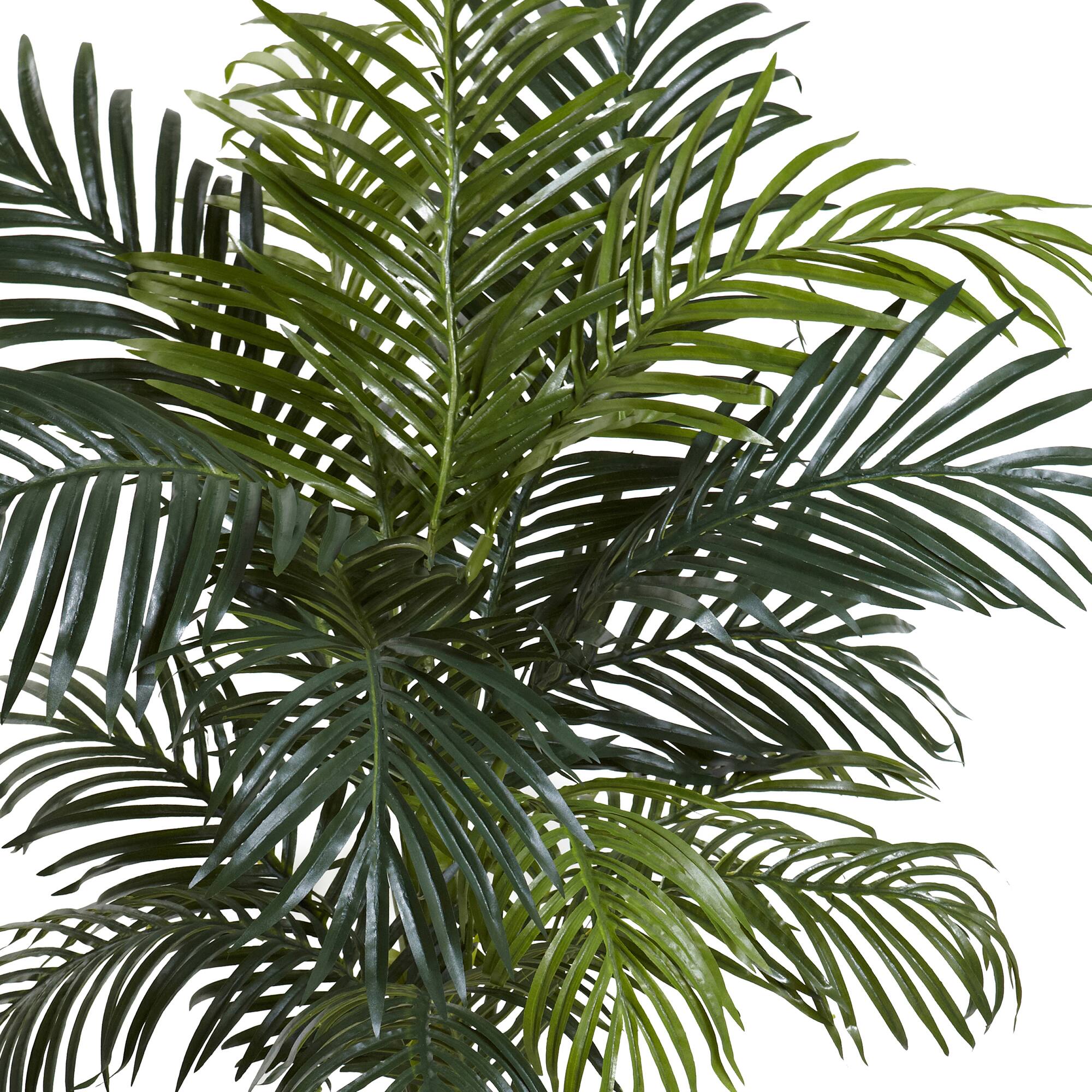 4.5ft. Golden Cane Palm in Decorative Container