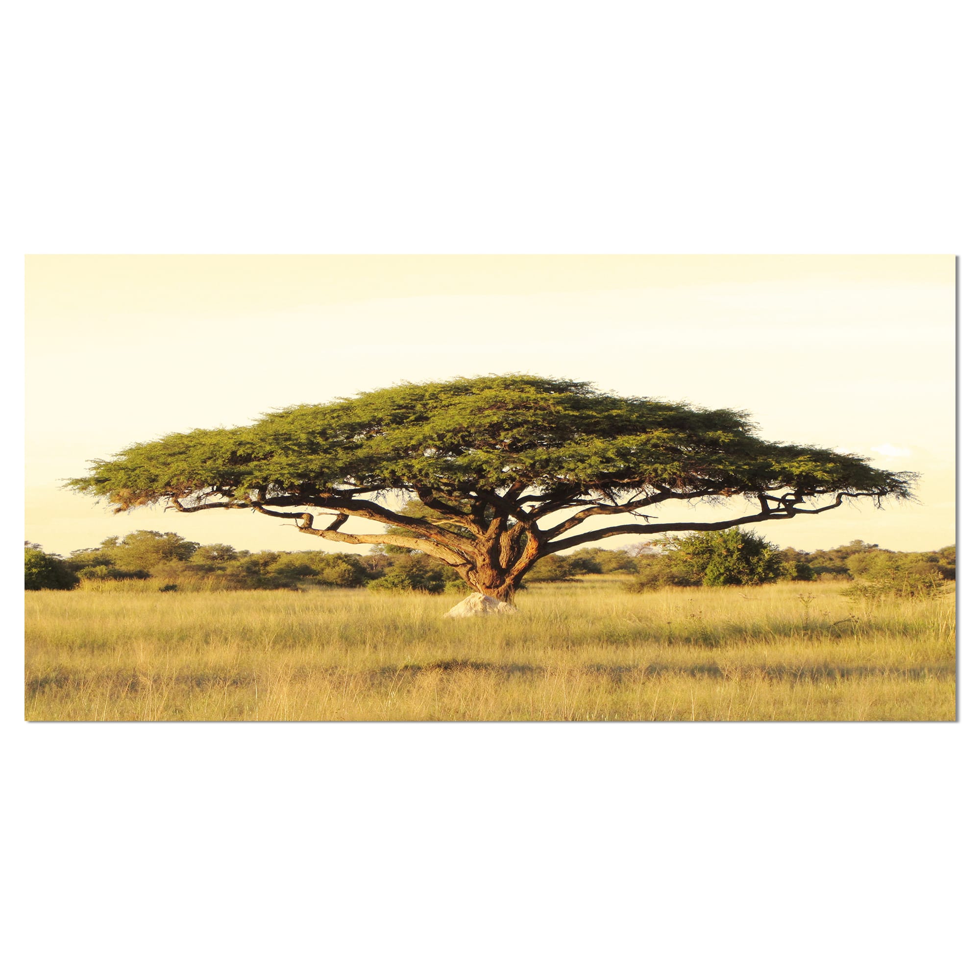 Designart - Acacia Tree on African Plain - Oversized African Landscape Canvas Art