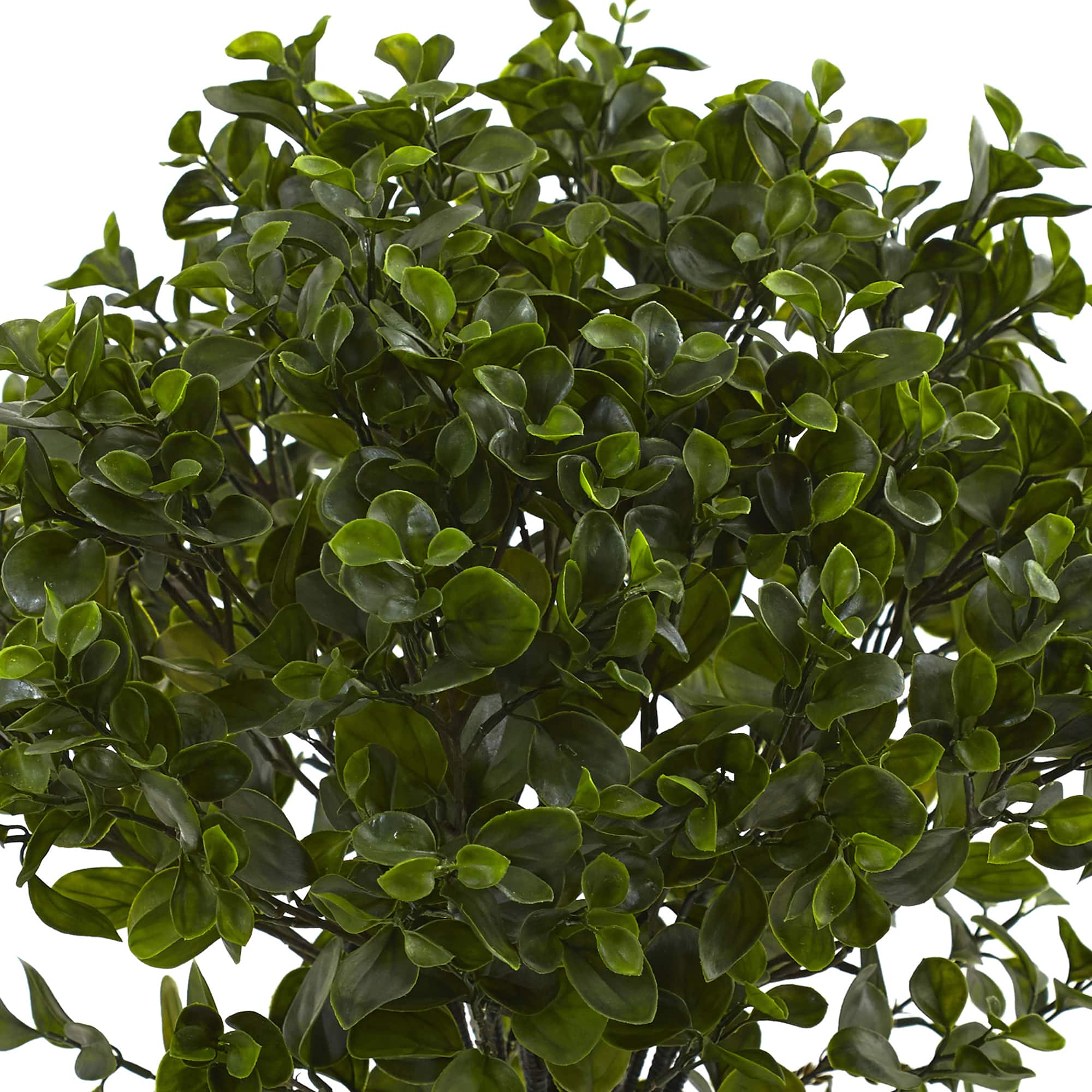 2.5ft. Potted Peperomia Plant