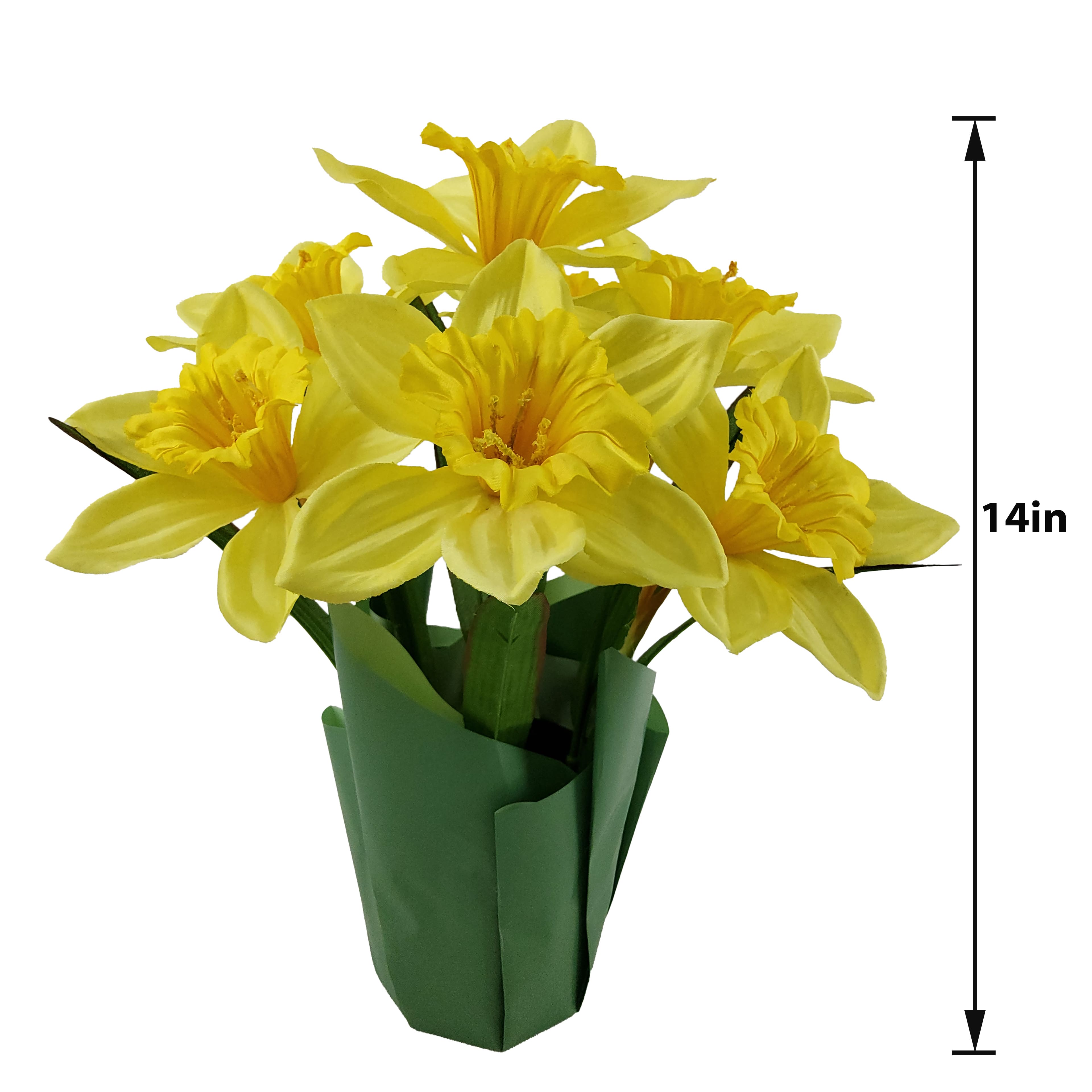 14&#x22; Potted Daffodil Plant by Ashland&#xAE;