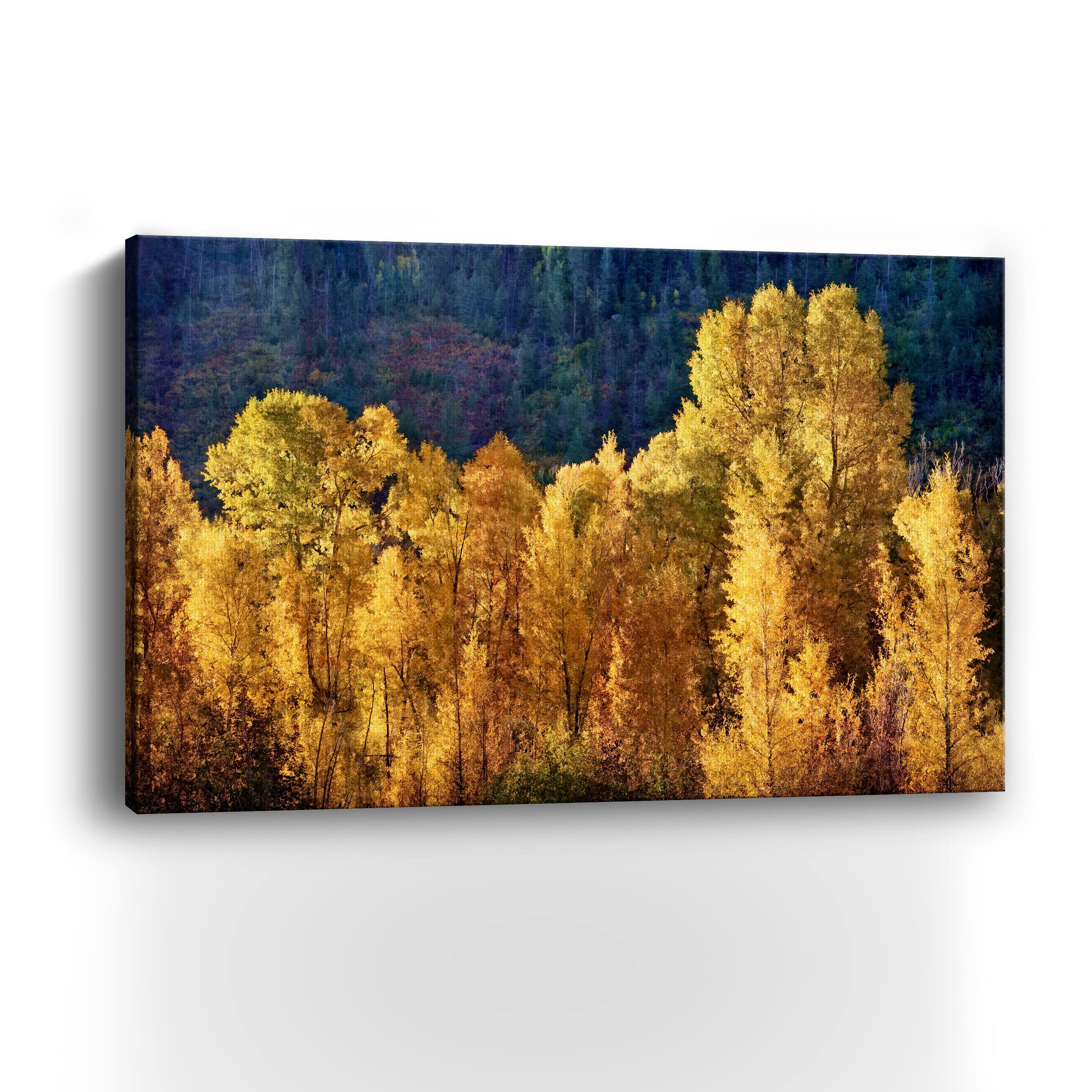 Aspens In Autumn Canvas Giclee