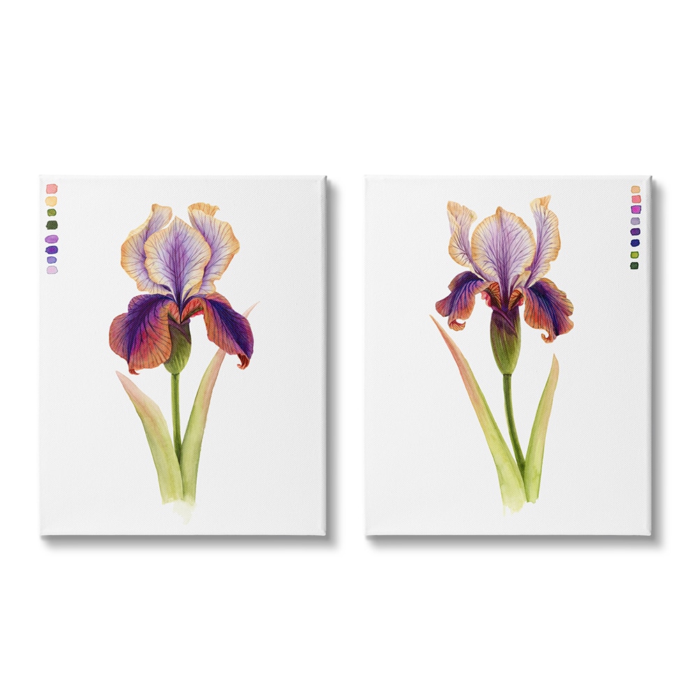 Stupell Industries Orange Purple Iris Flower with Color Key Canvas Wall Art