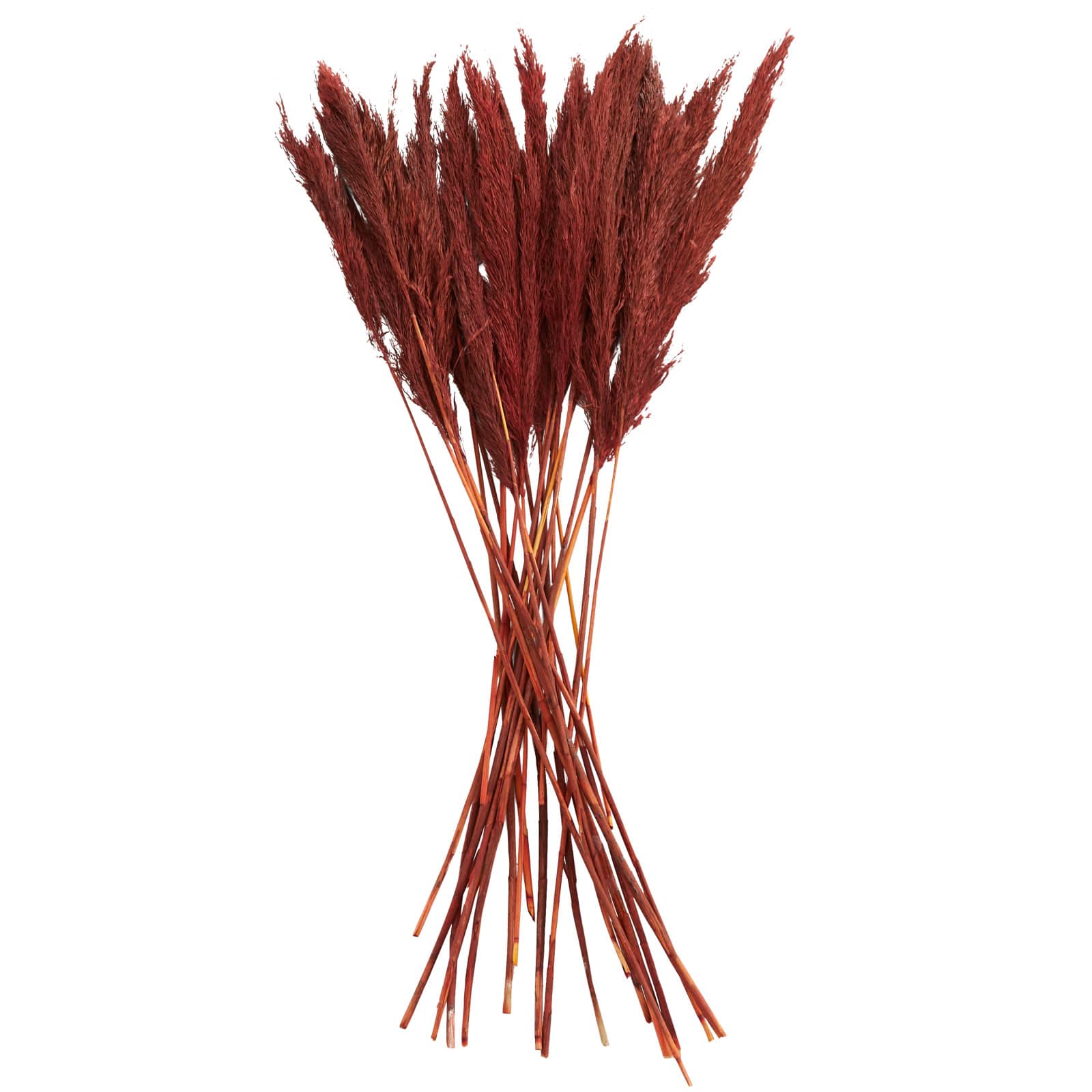 Dried Plant Bamboo Natural Foliage with Long Stems