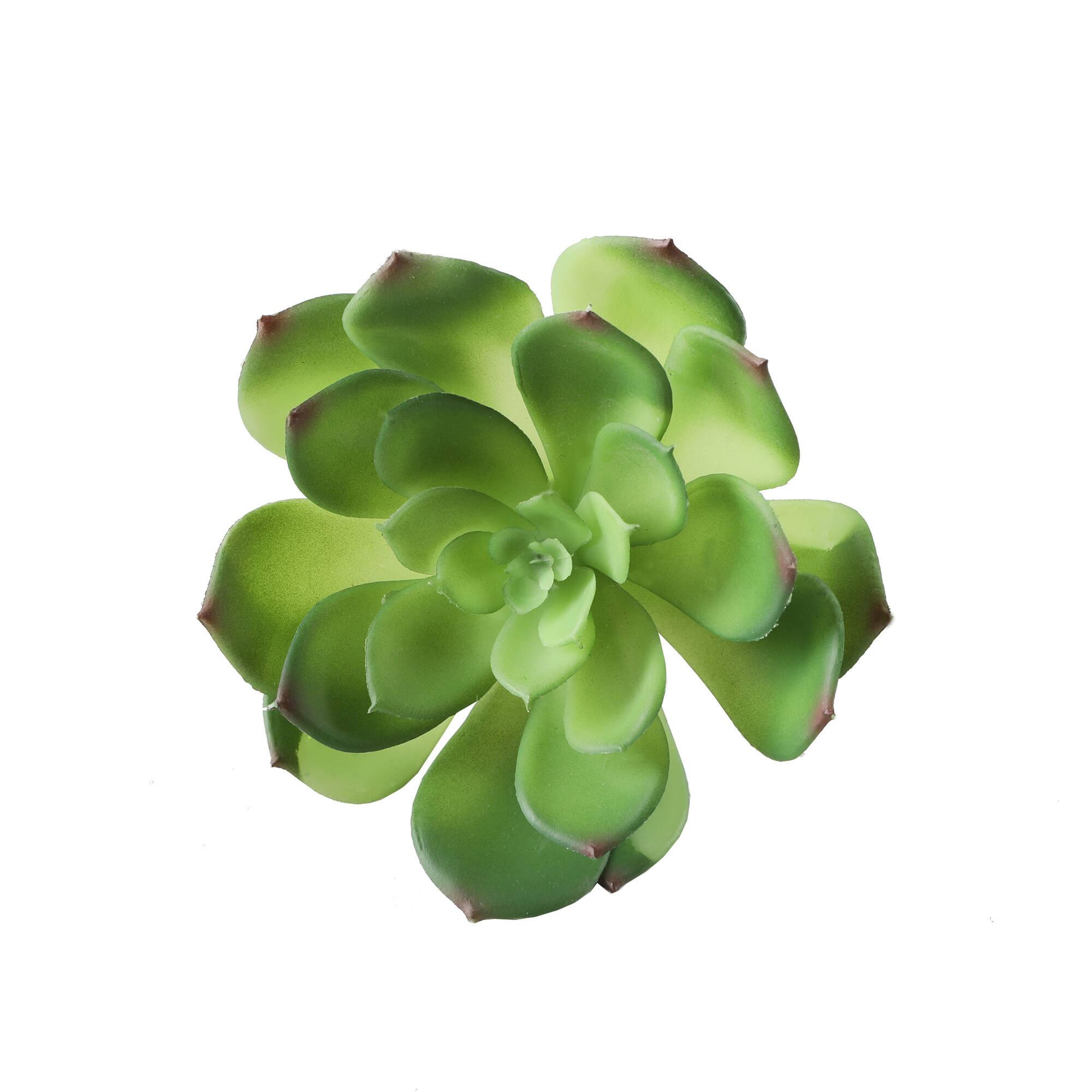 Flora Bunda® Large Little Gem Succulent Pick, 6ct.